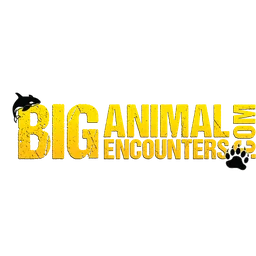 Big Animal Encounters