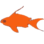 Anthias