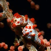 Seahorse Tauchbasis