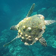 Diving Coiba