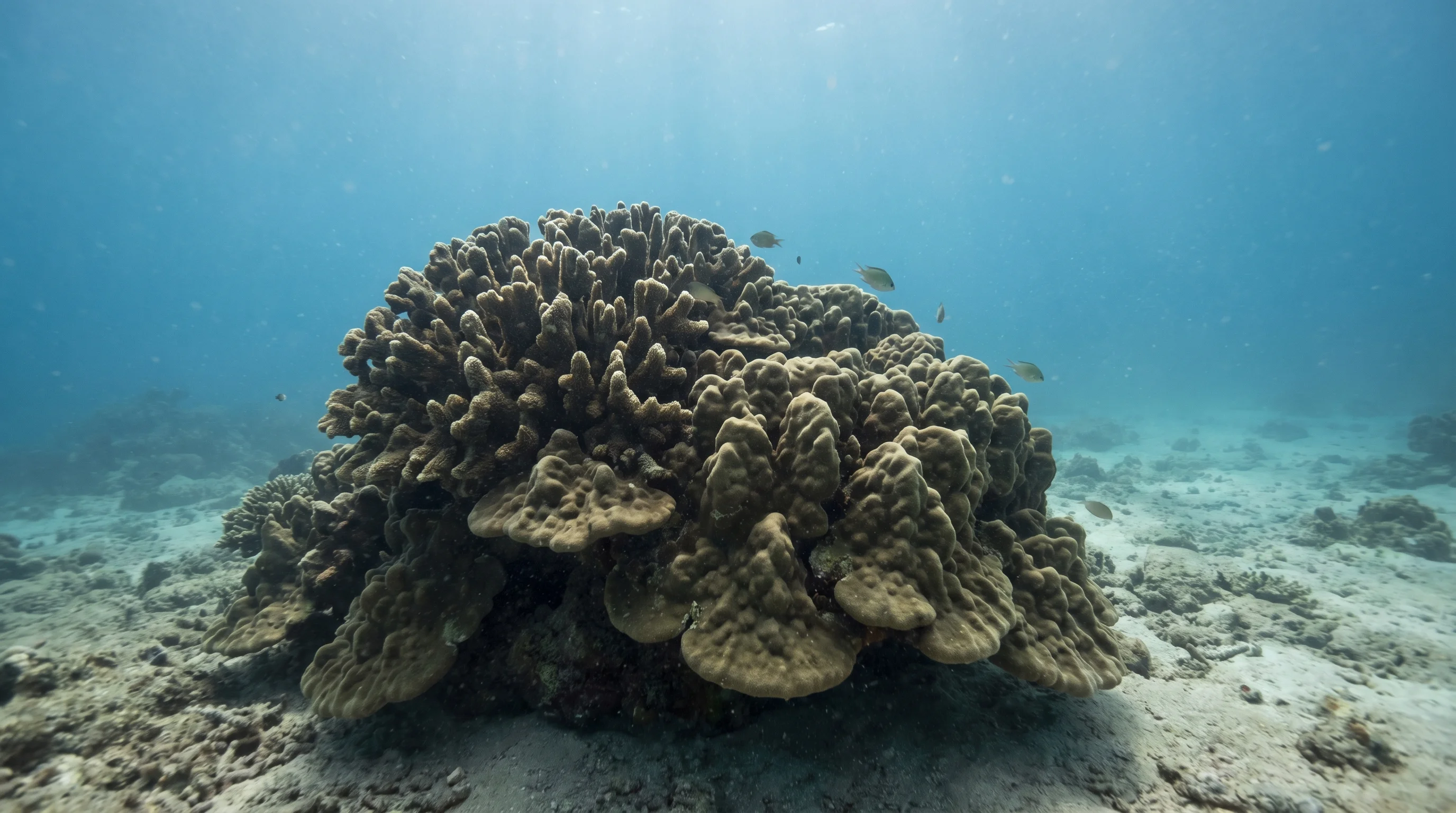 Karimunjawa