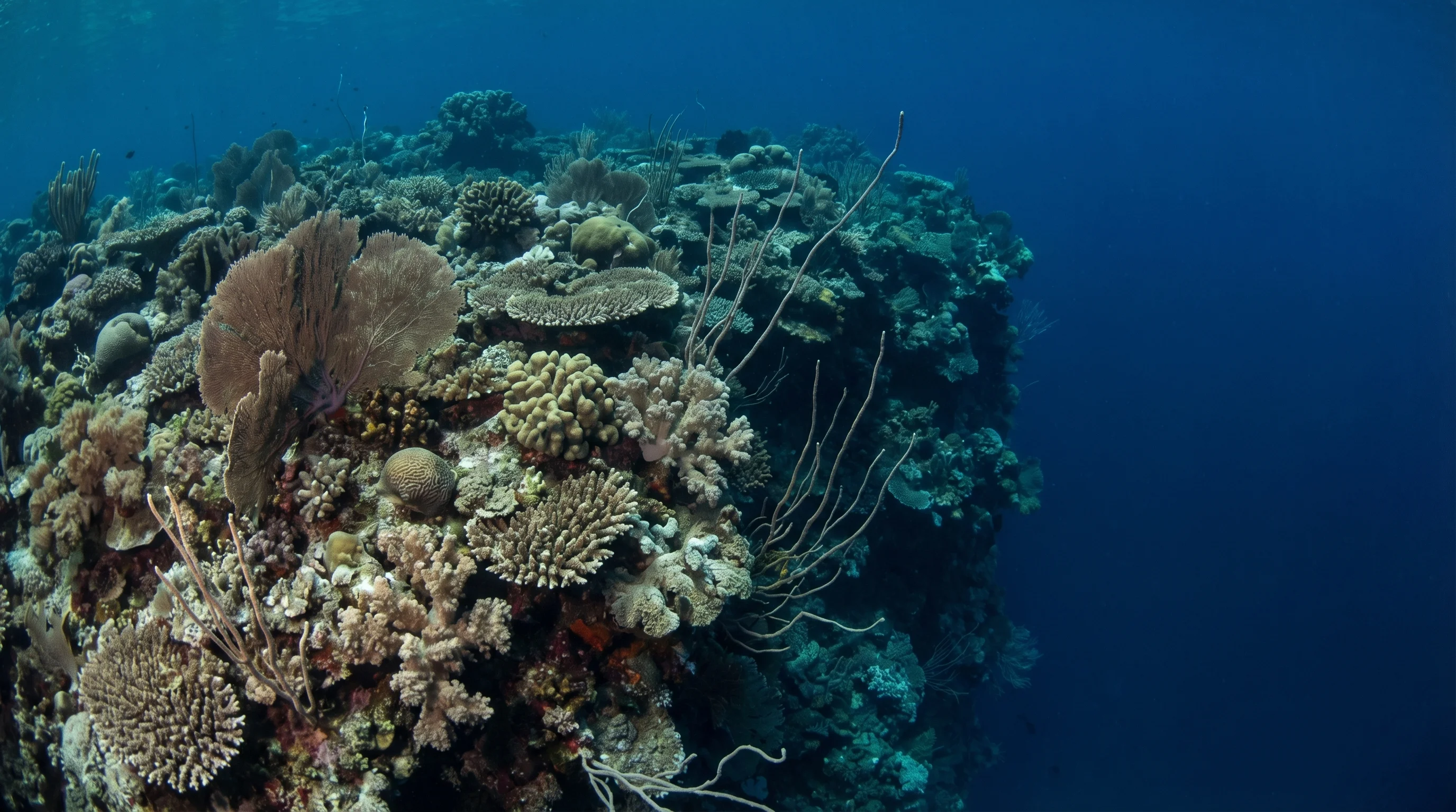 Dive site in Bunaken & Manado
