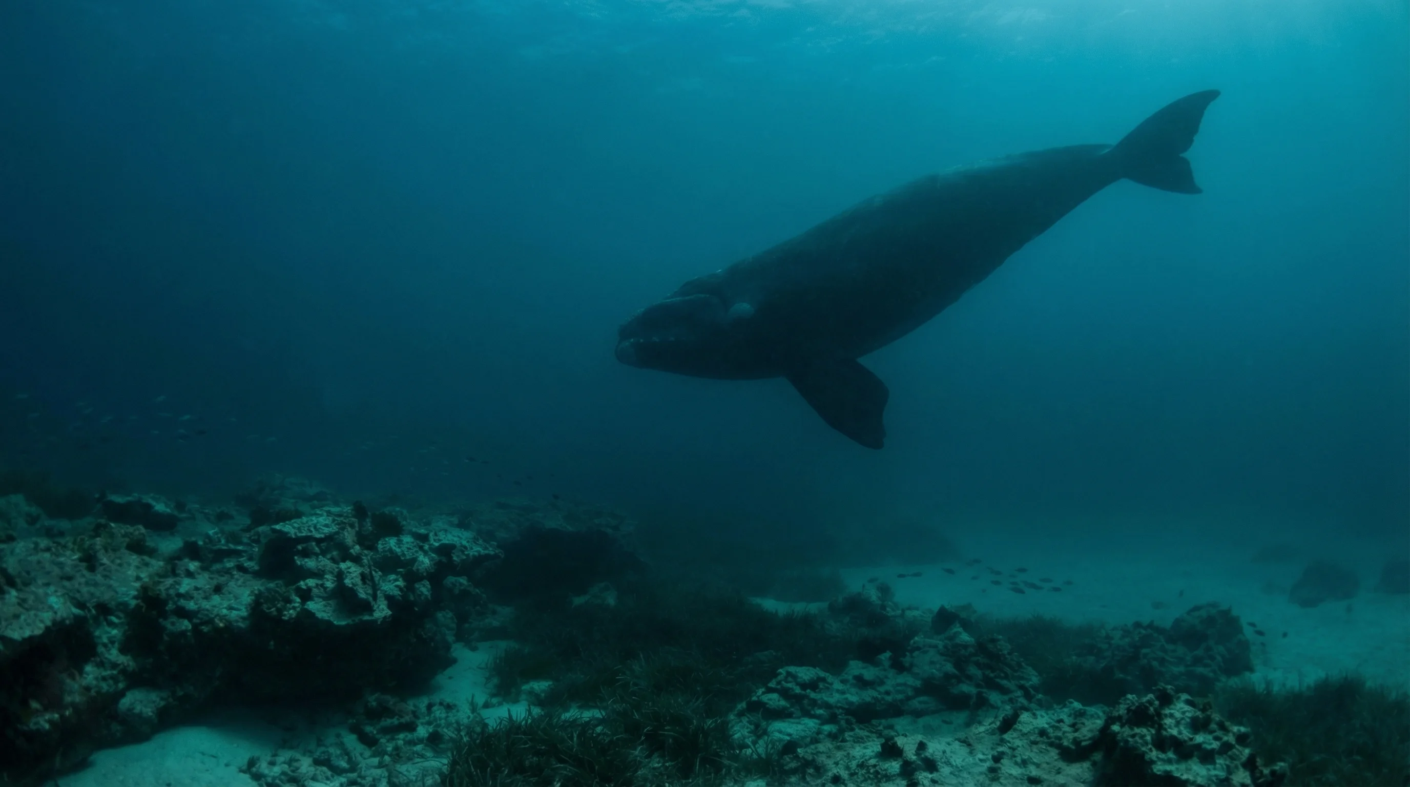 Nuyts Archipelago Marine Park