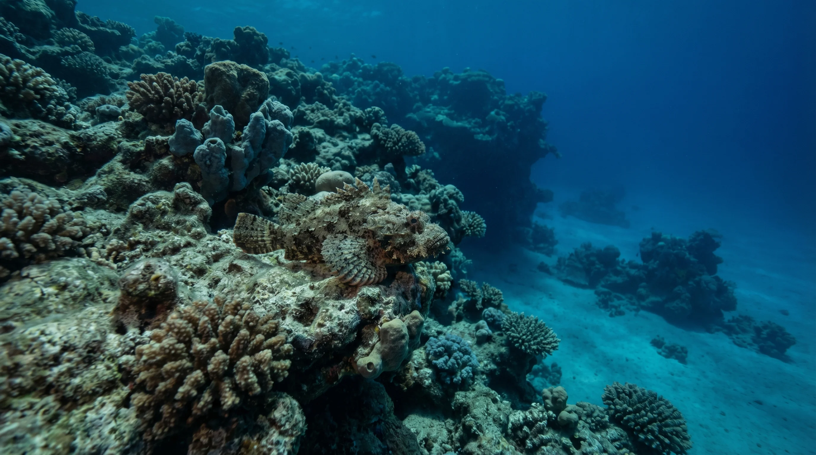 Stella Beach Reef