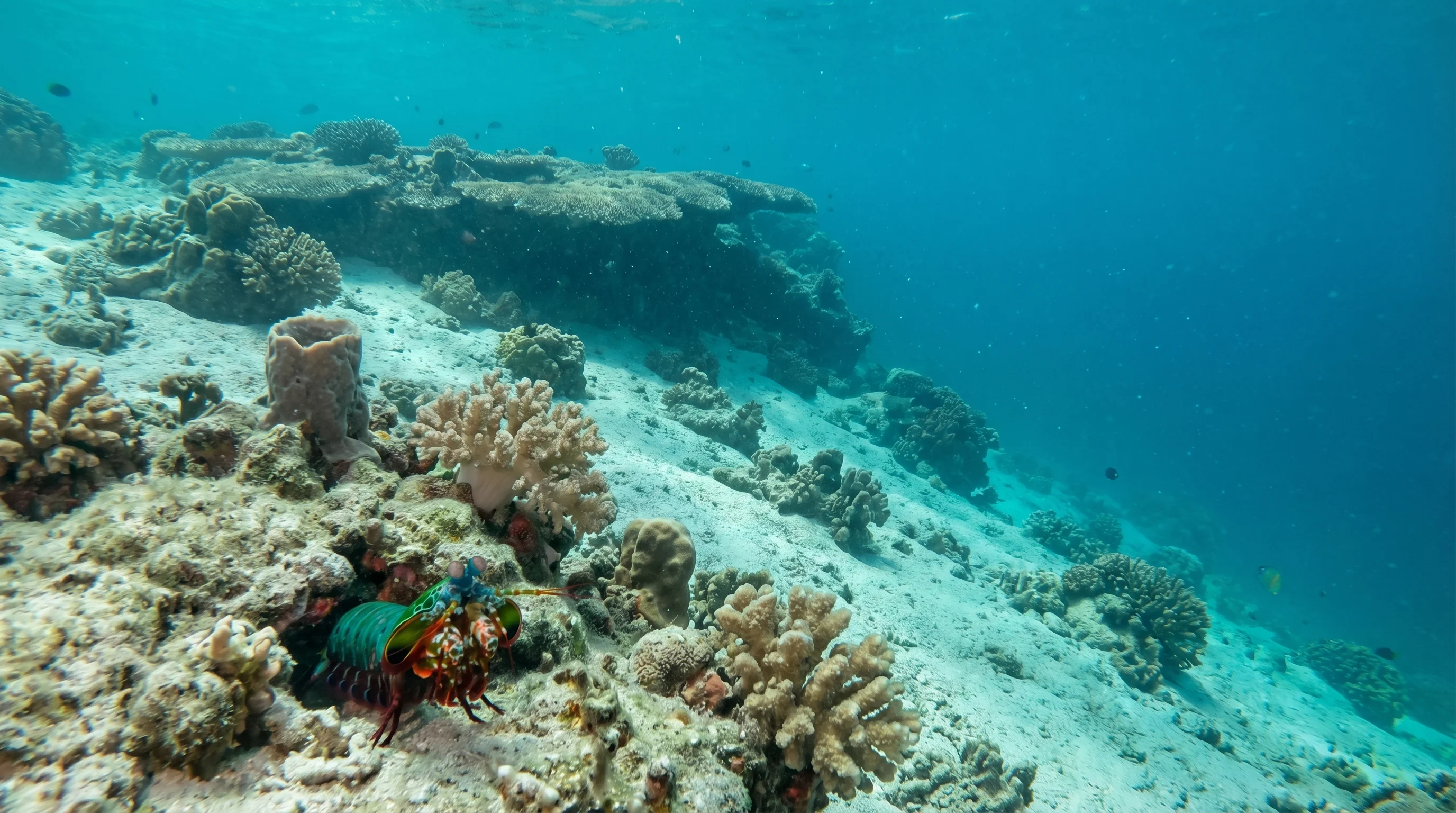 Gili Poh