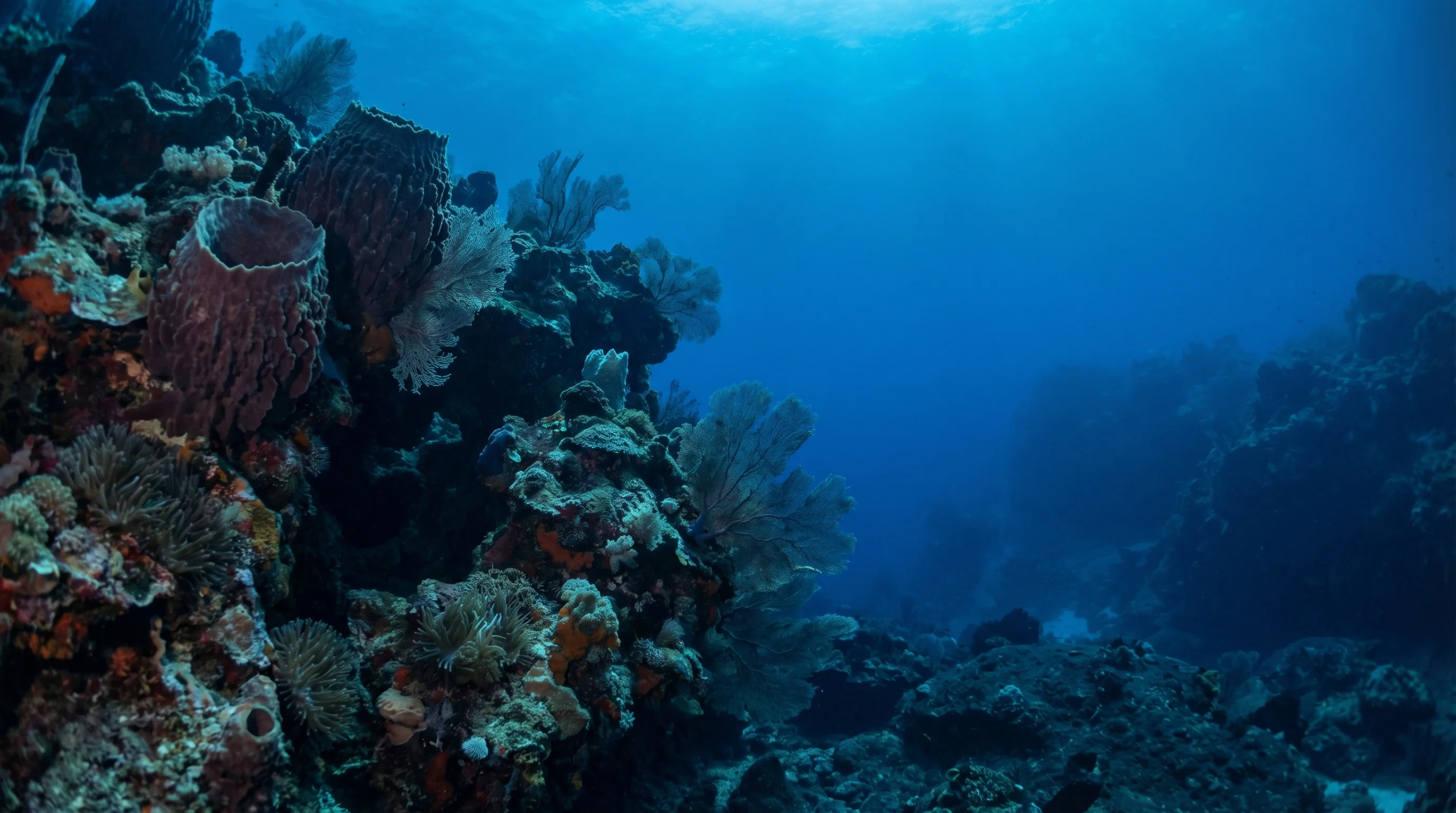 Batfish Wall