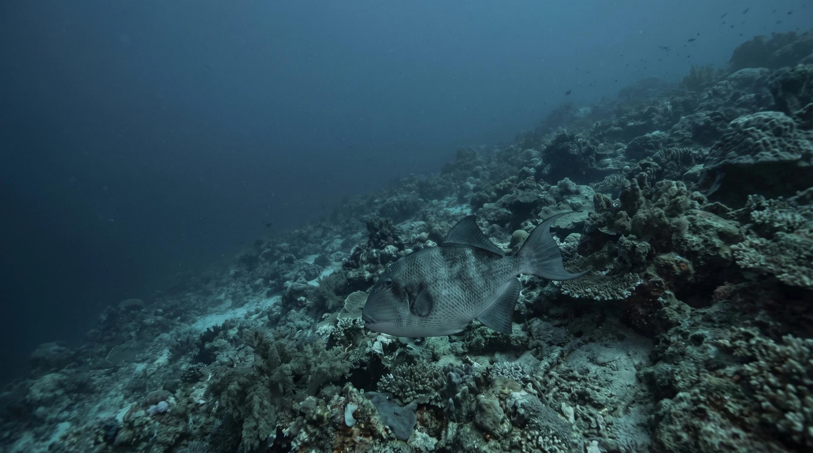 Hidden Reef