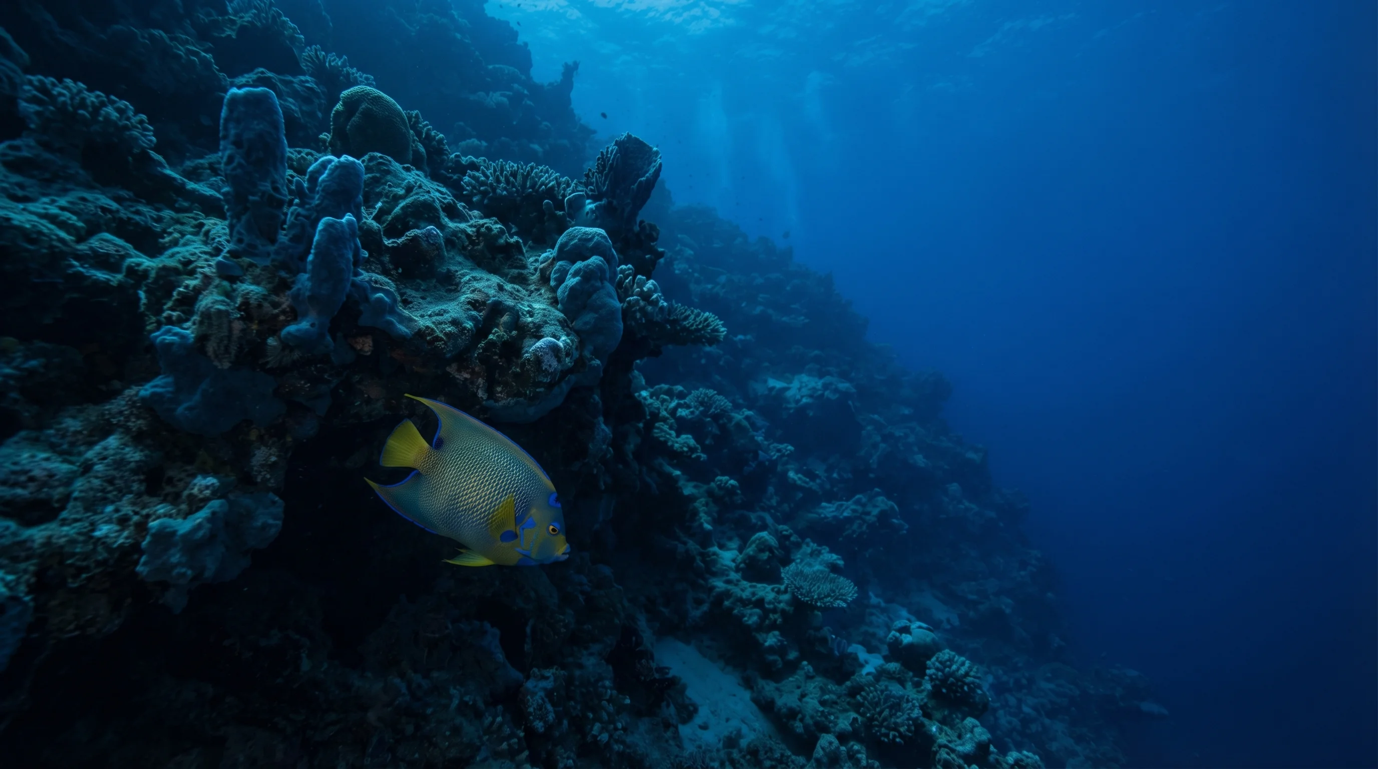 Dive site in Marsa Alam & the Deep South