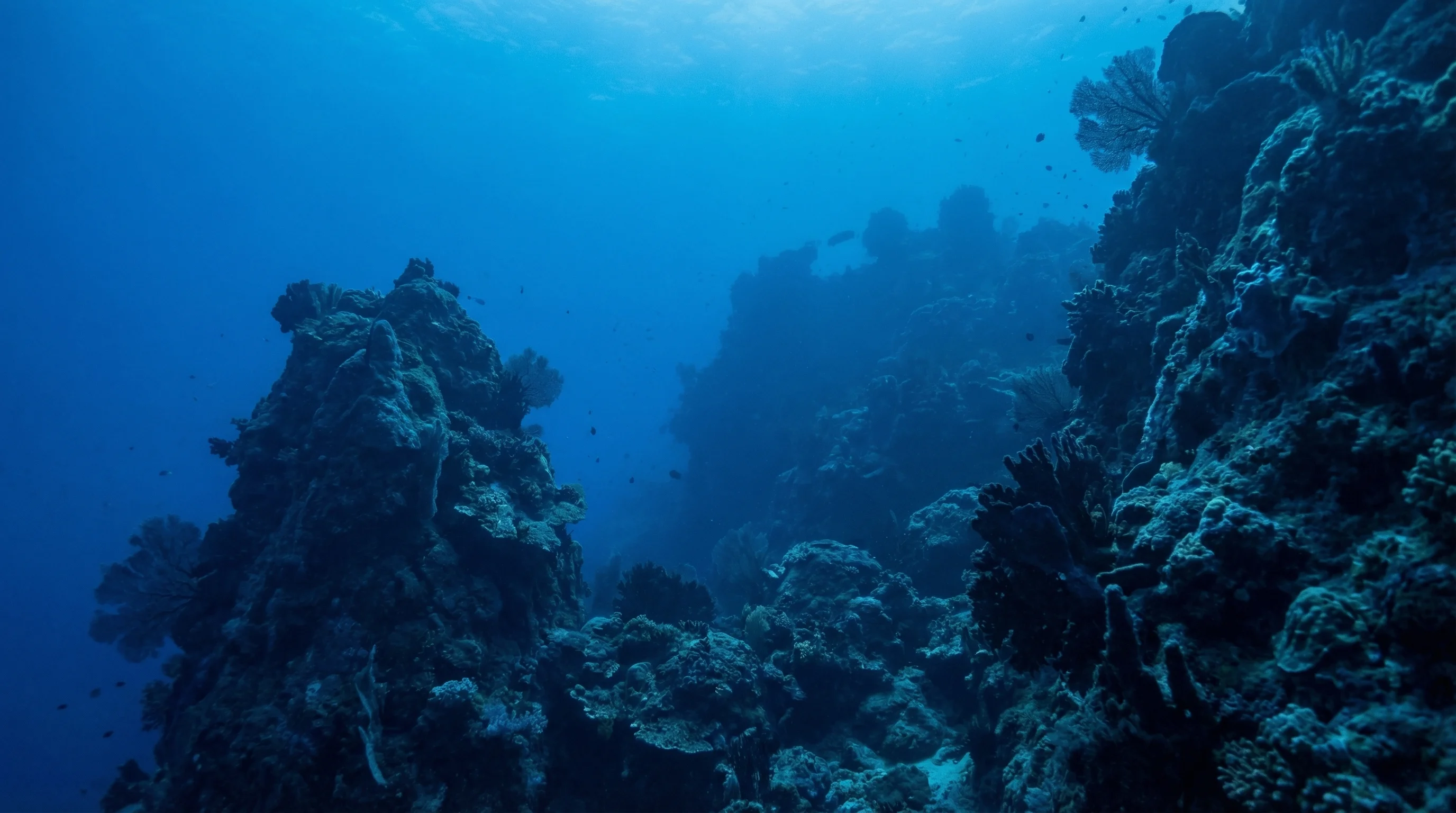 Andaman dive adventure
