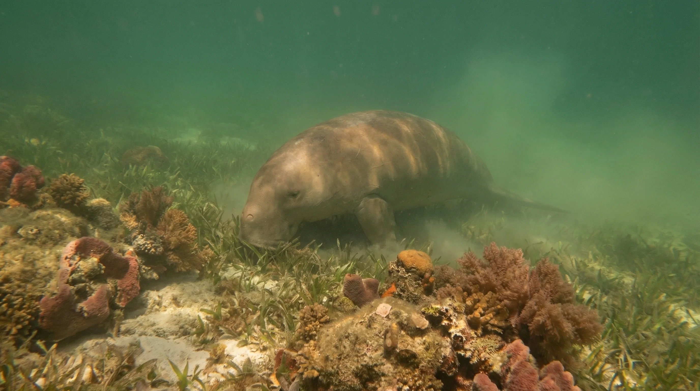 Dive site in Port Essington