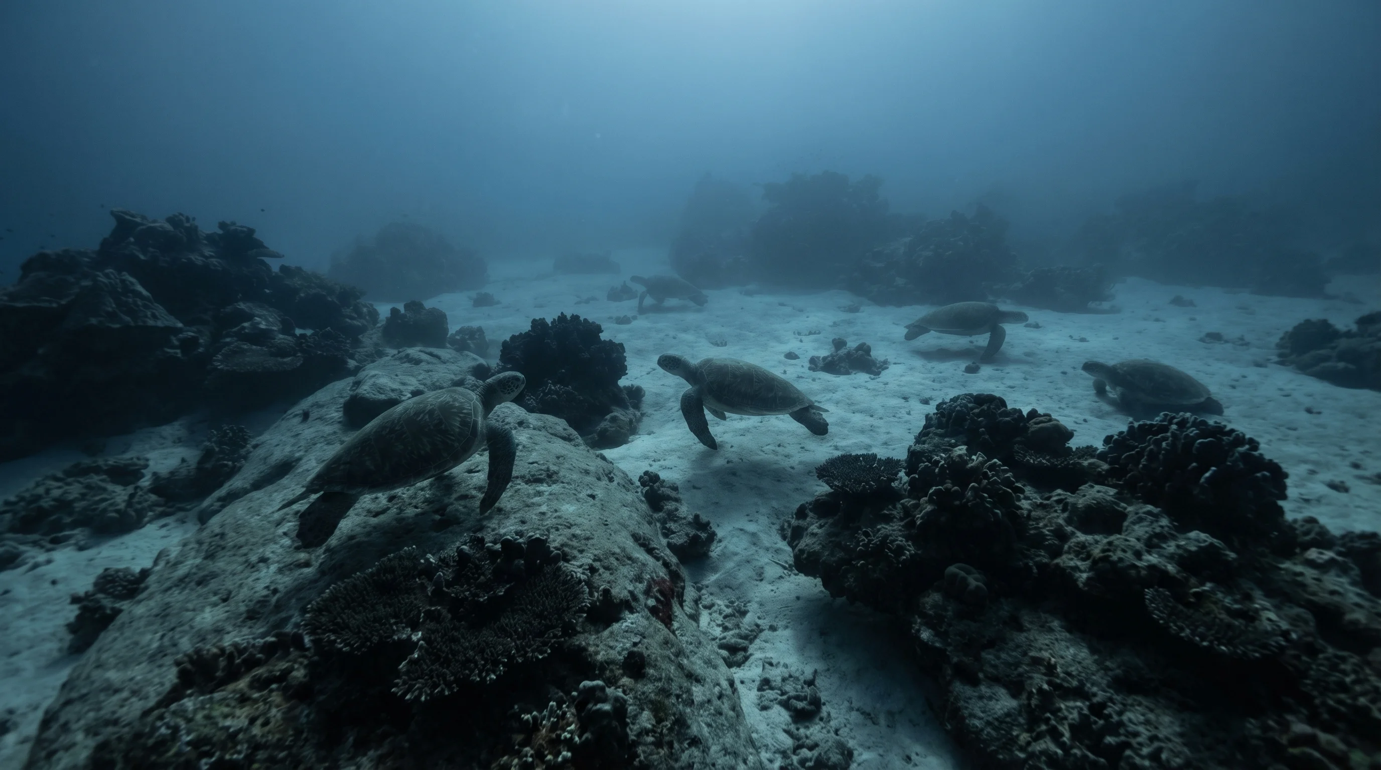 Turtle Town