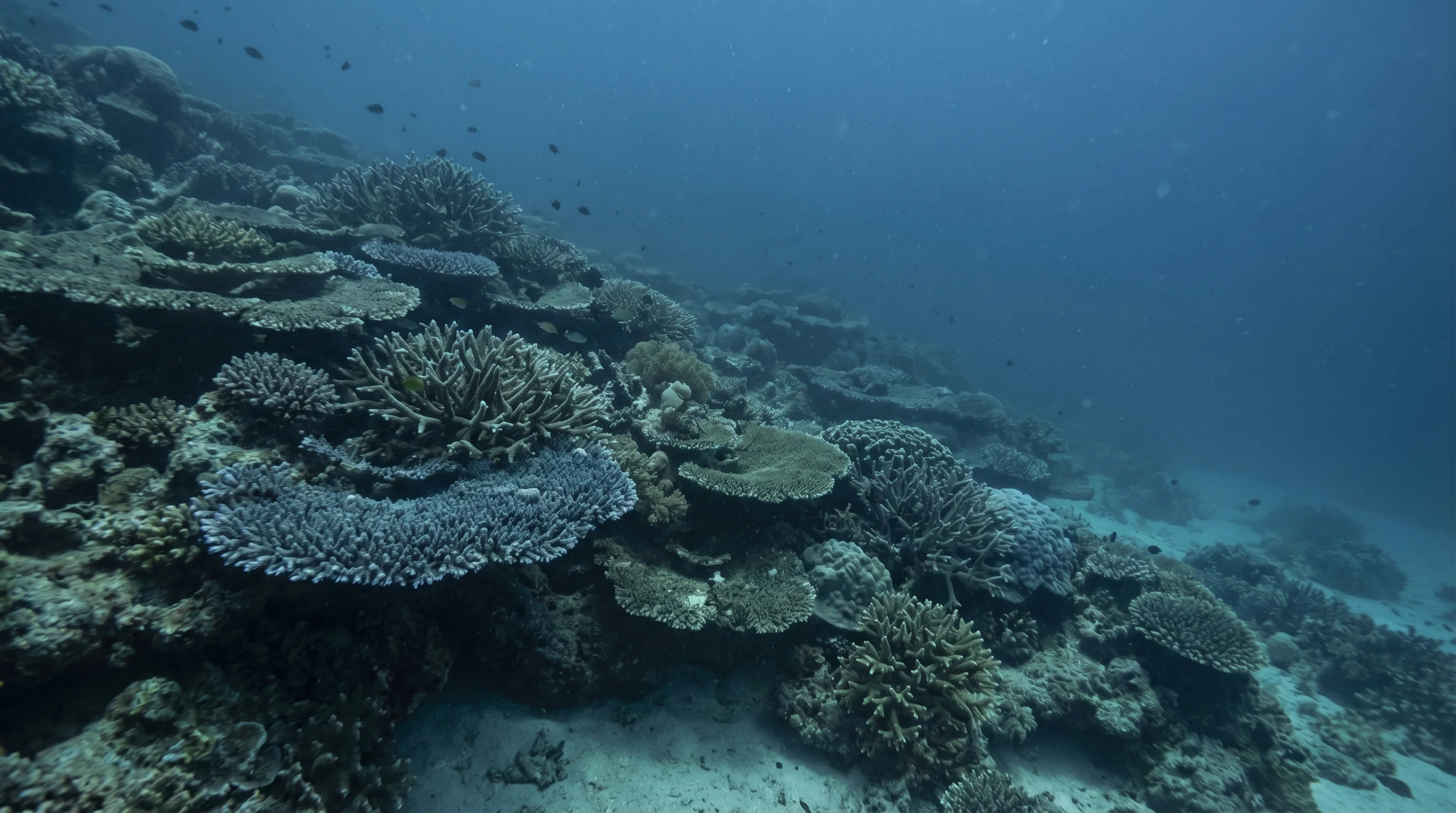 Coral Gardens