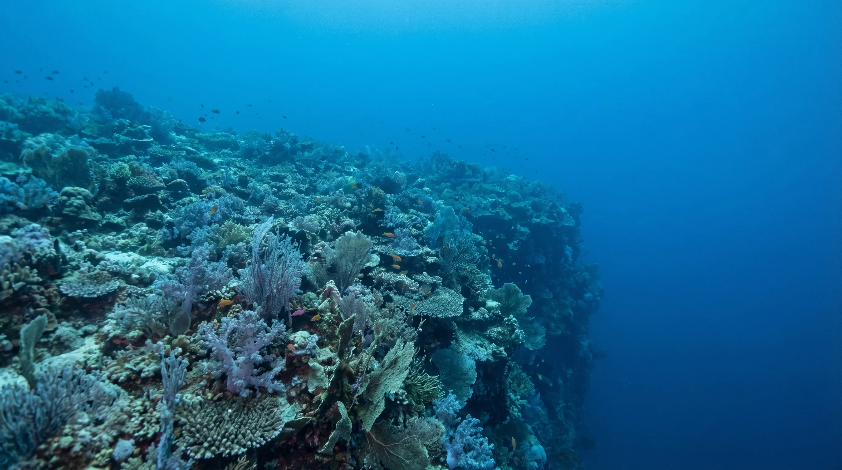 Maluku