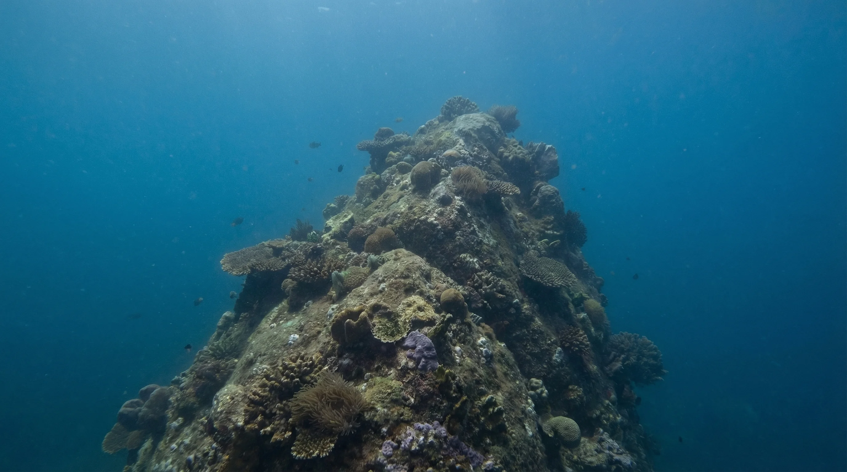 The Dive Inn