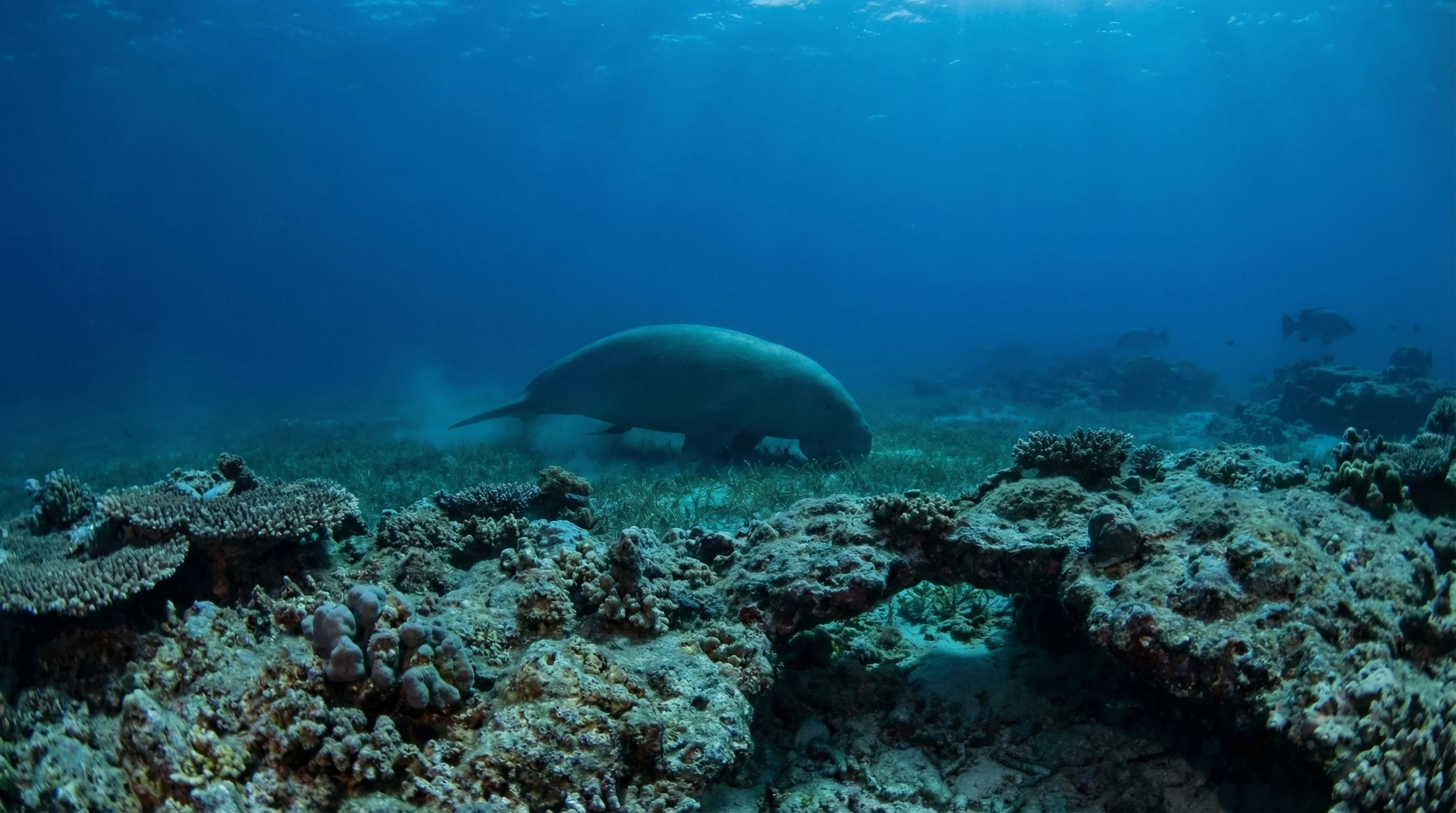Shark Bay