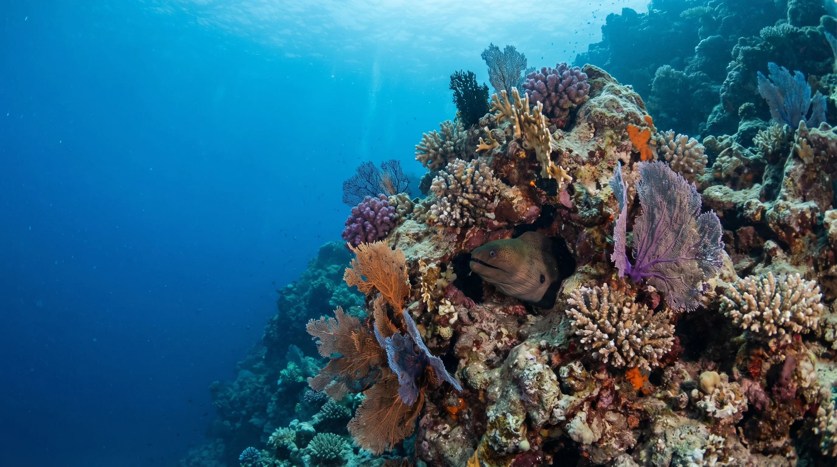 Dive site in Elphinstone
