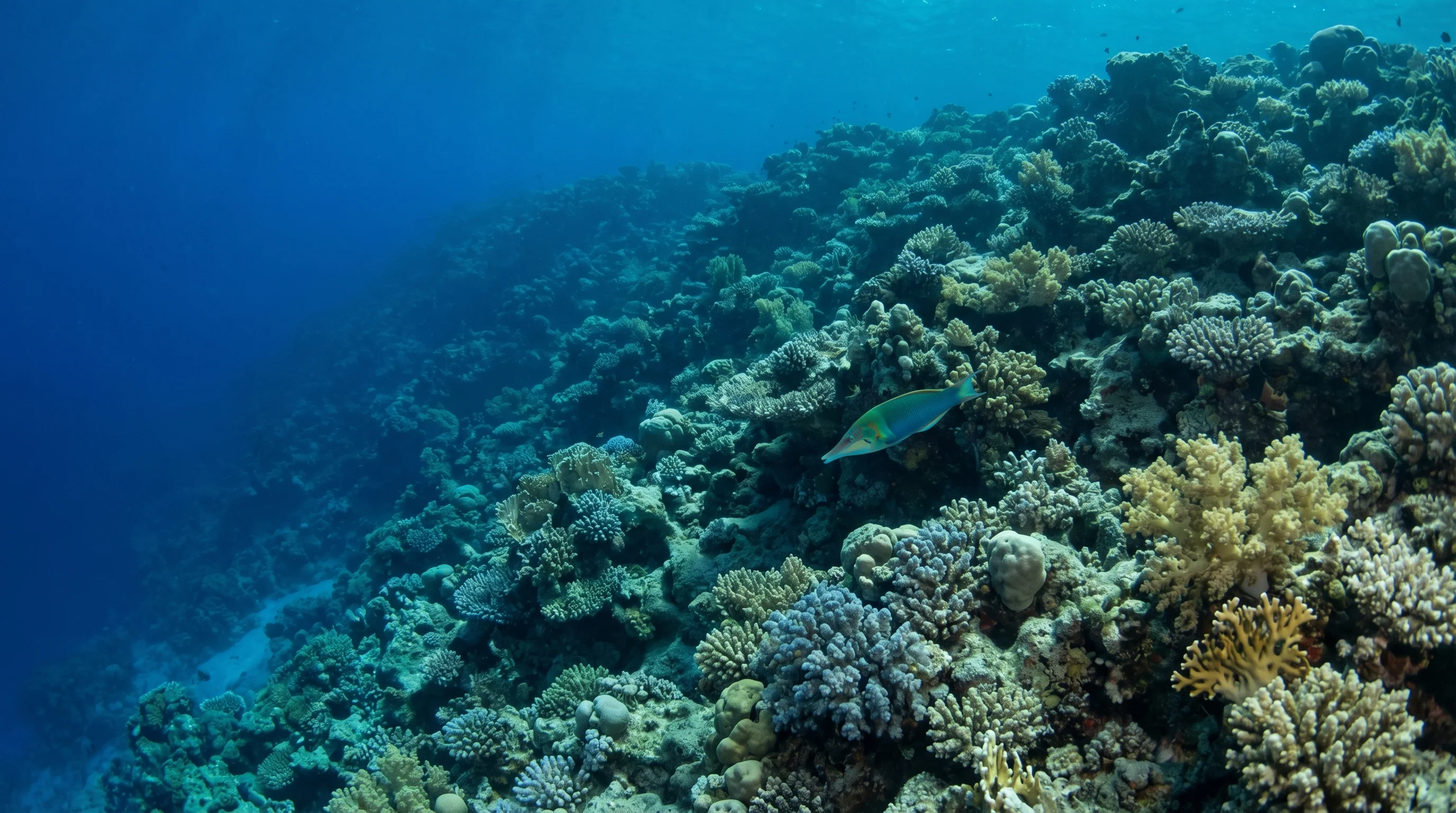 Resta Reef
