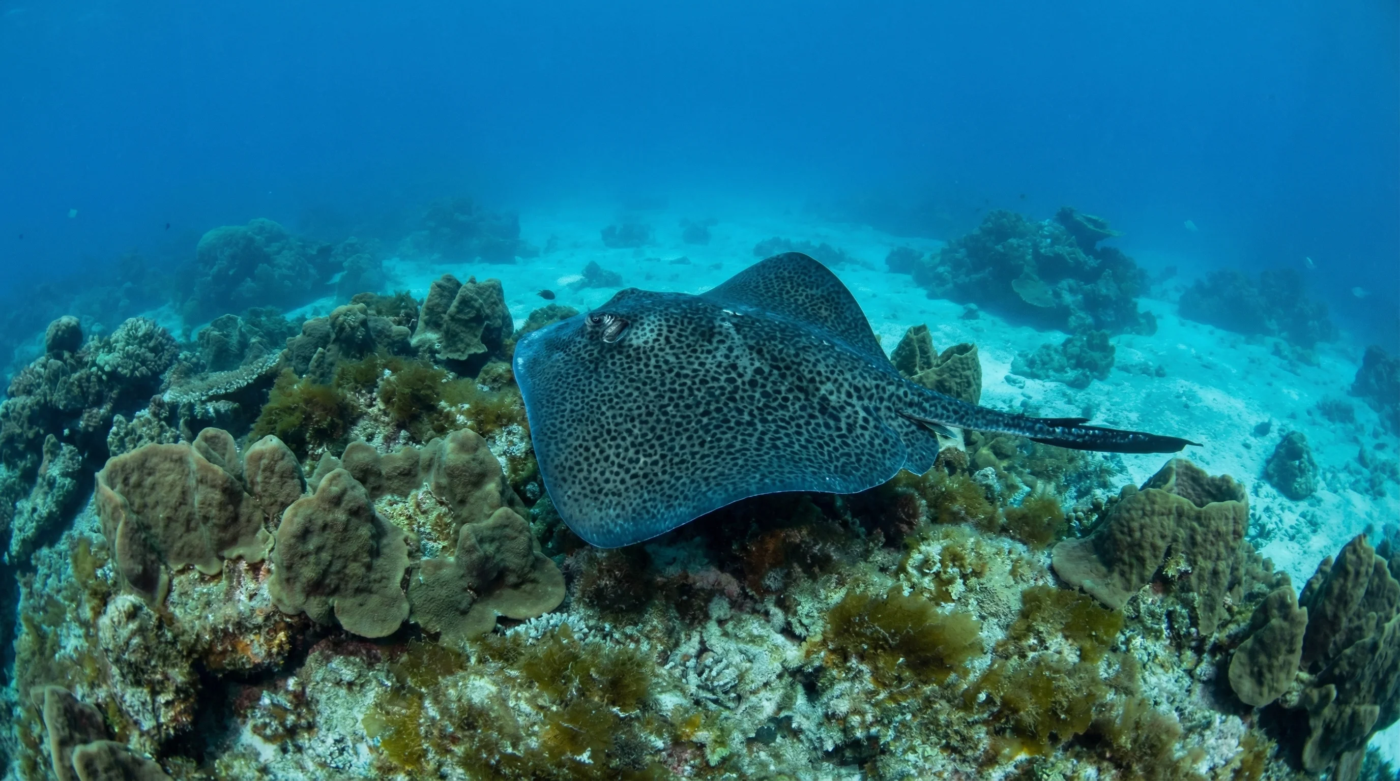 Abrolhos Islands