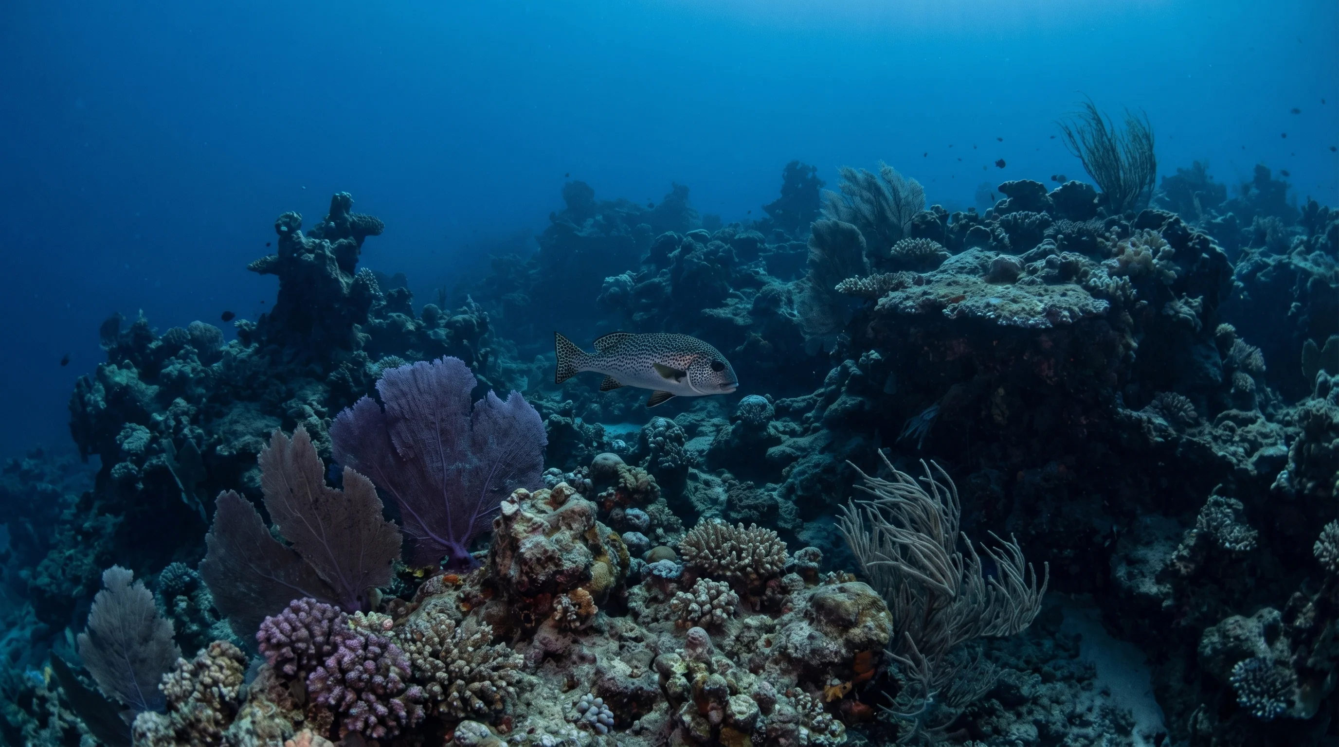 Um Halhala Divesite