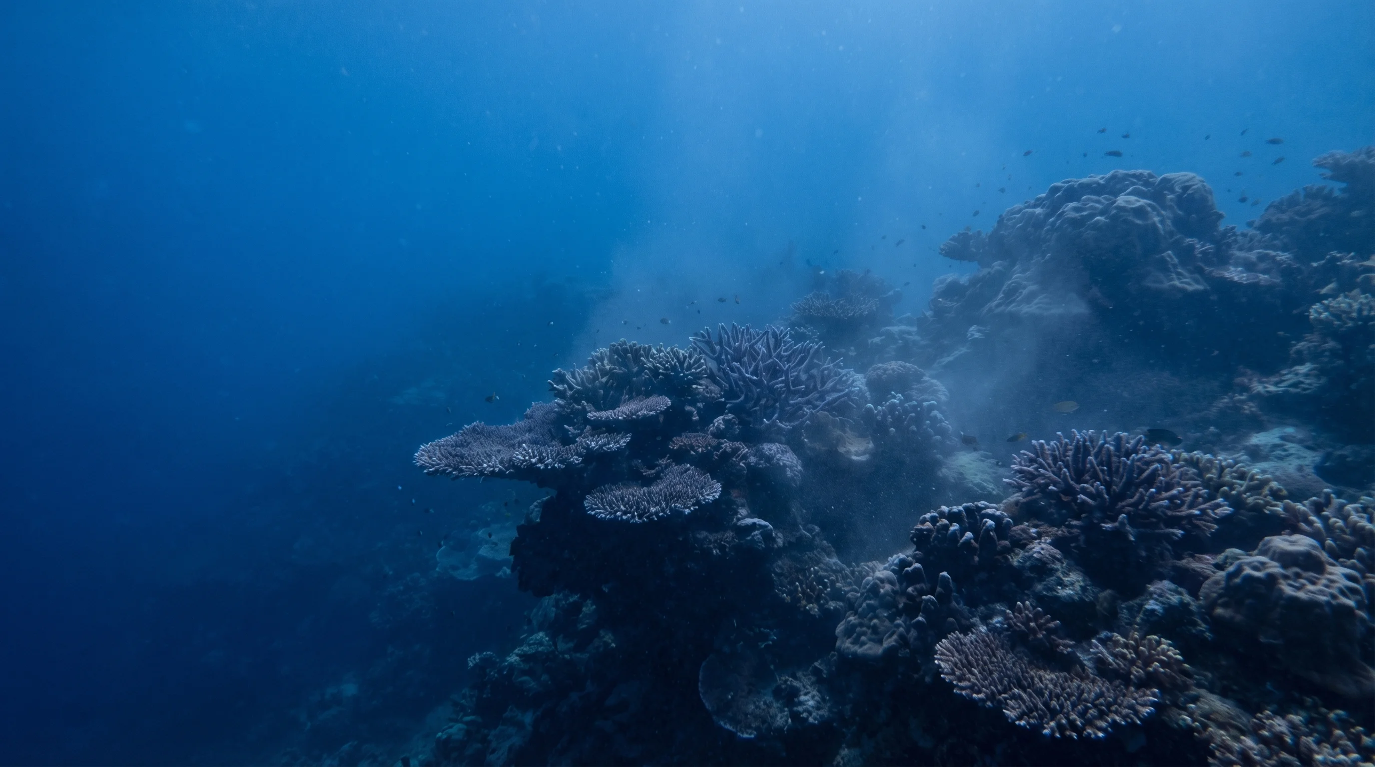 Dive site in Gorontalo