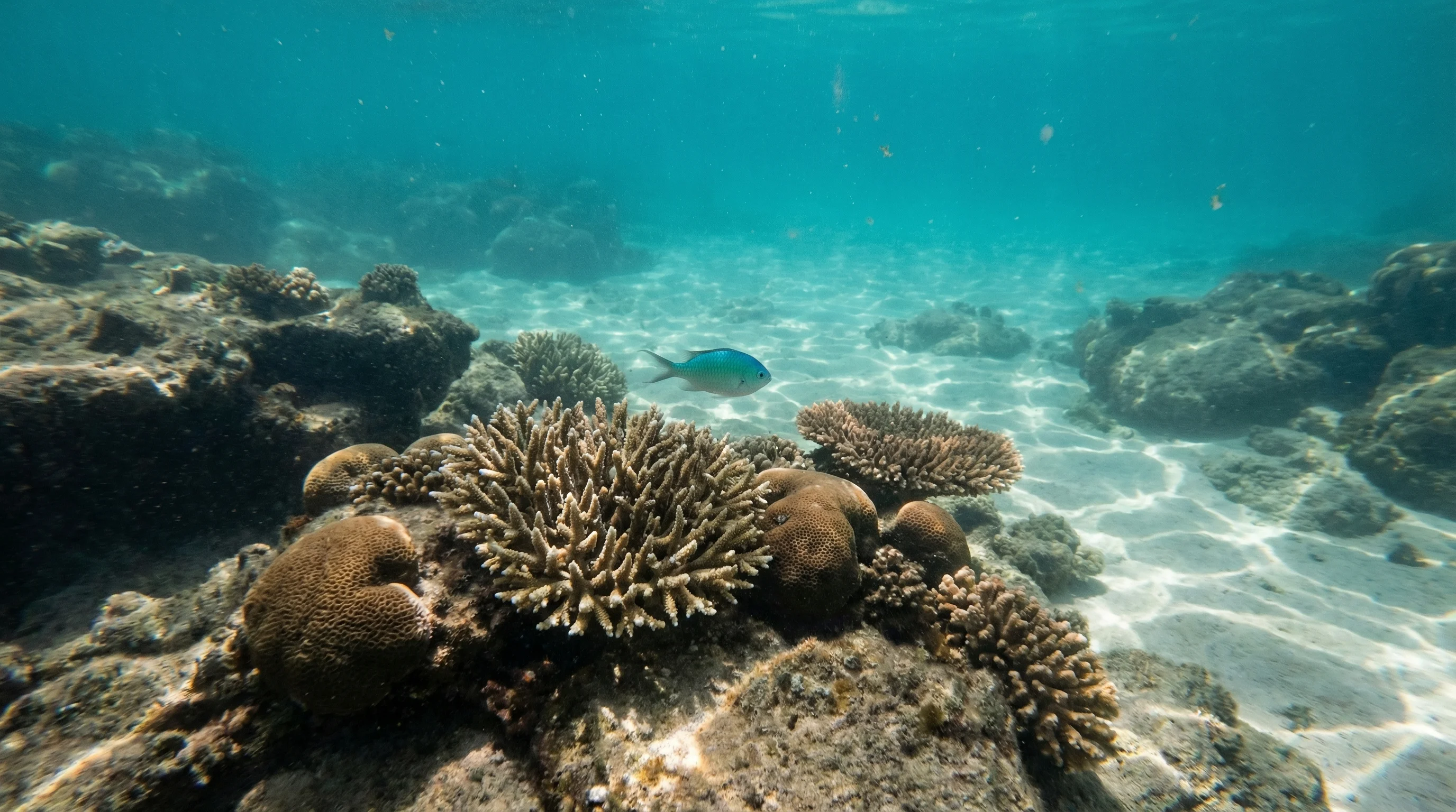 Olive Point headland