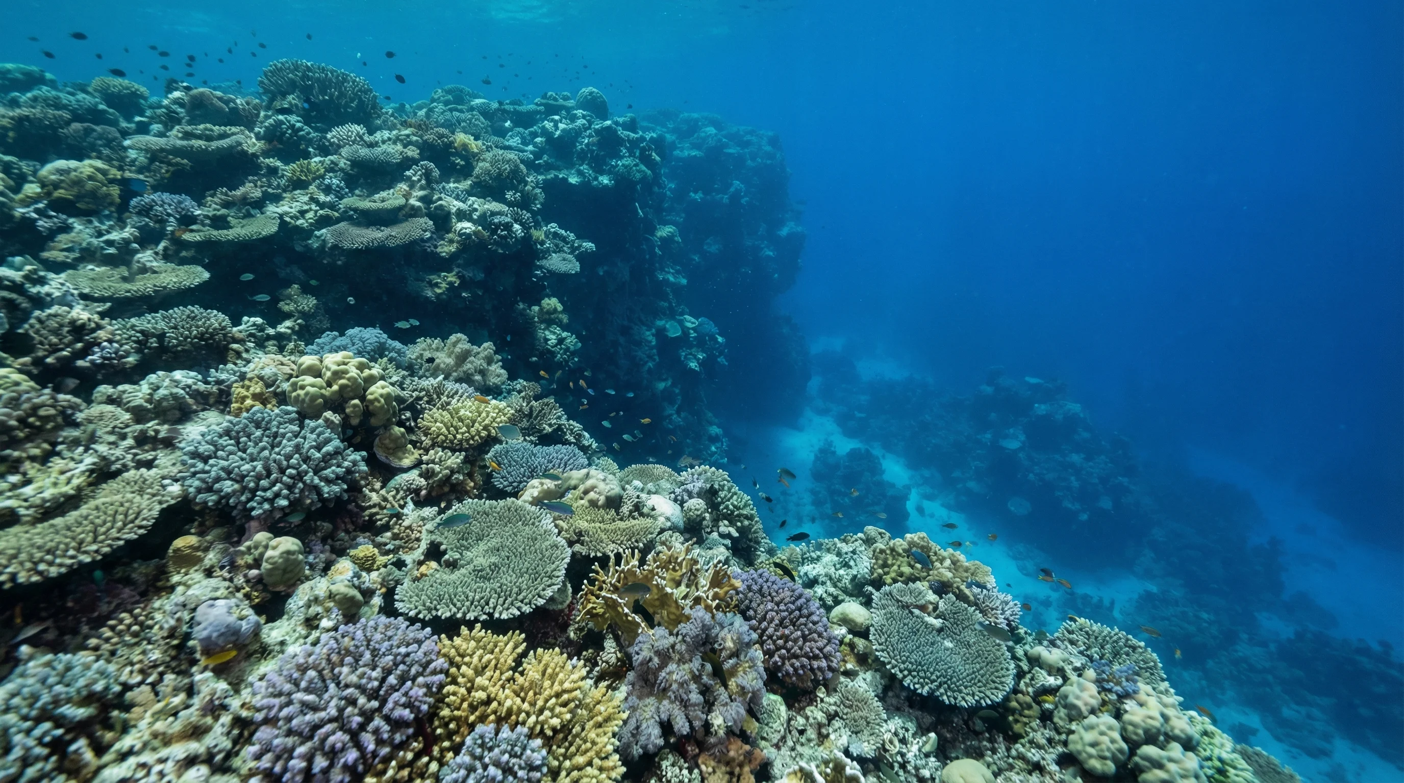 Lady Musgrave Island