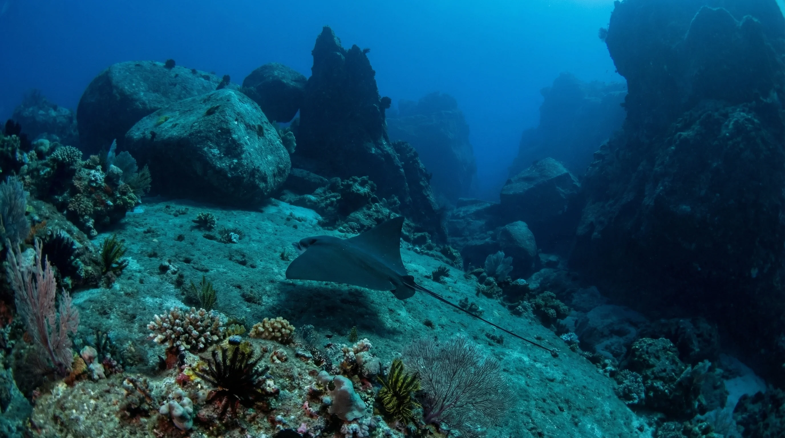 Shark Fin Reef