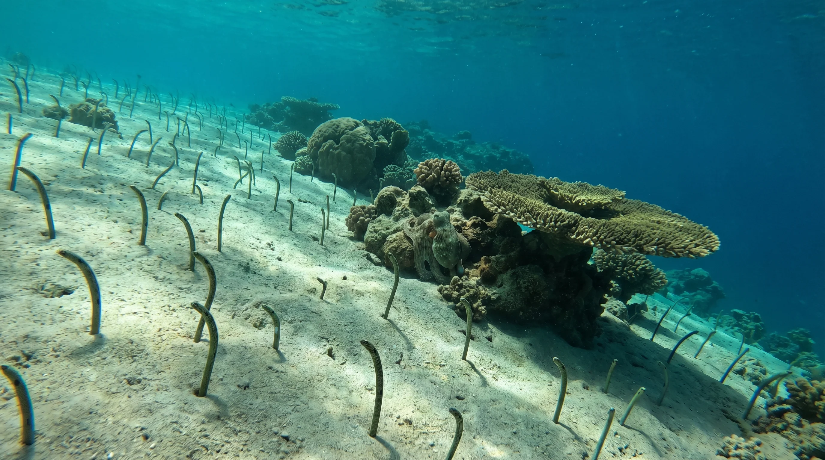 Eel Garden