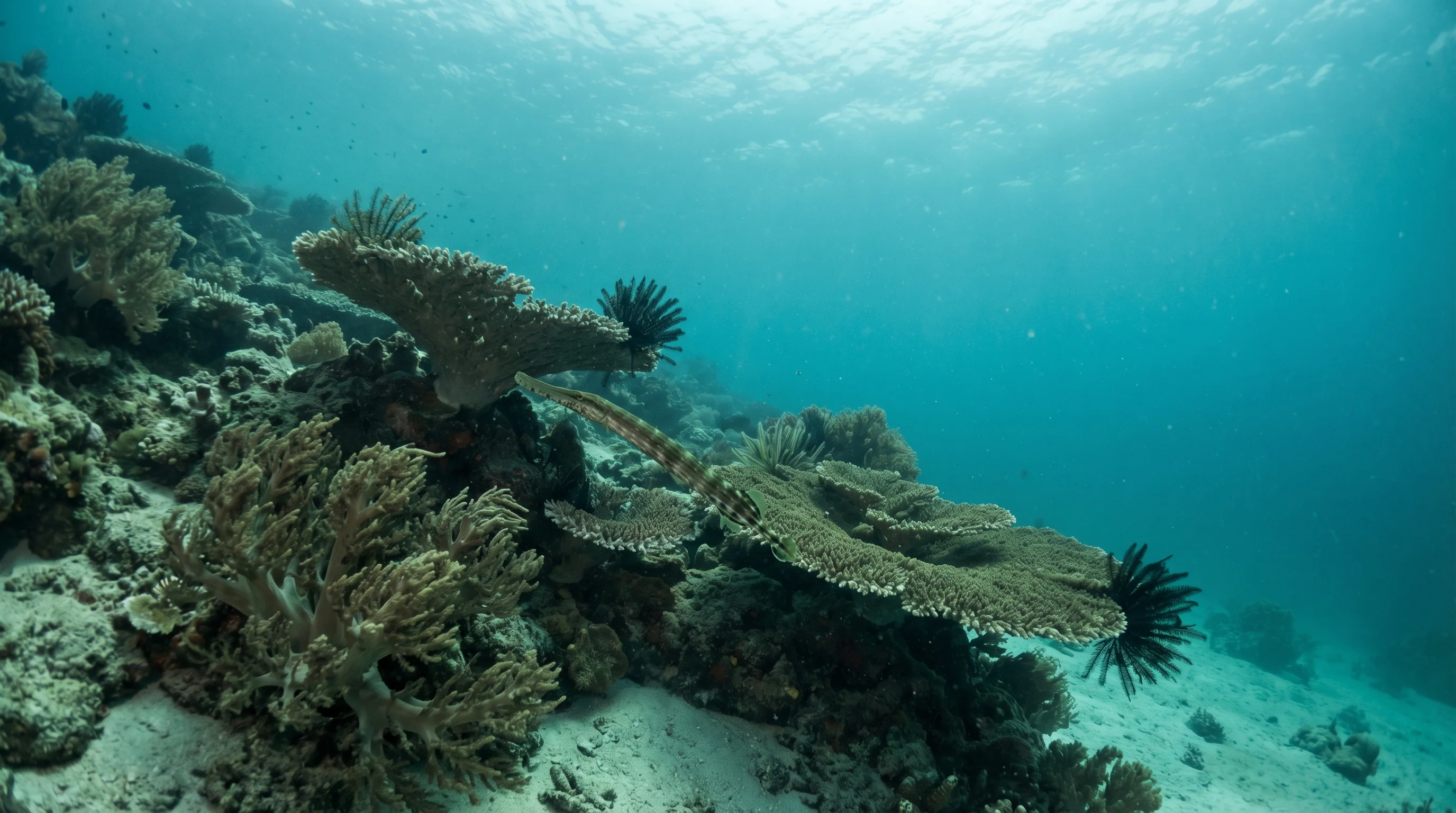 Gili Renggit West