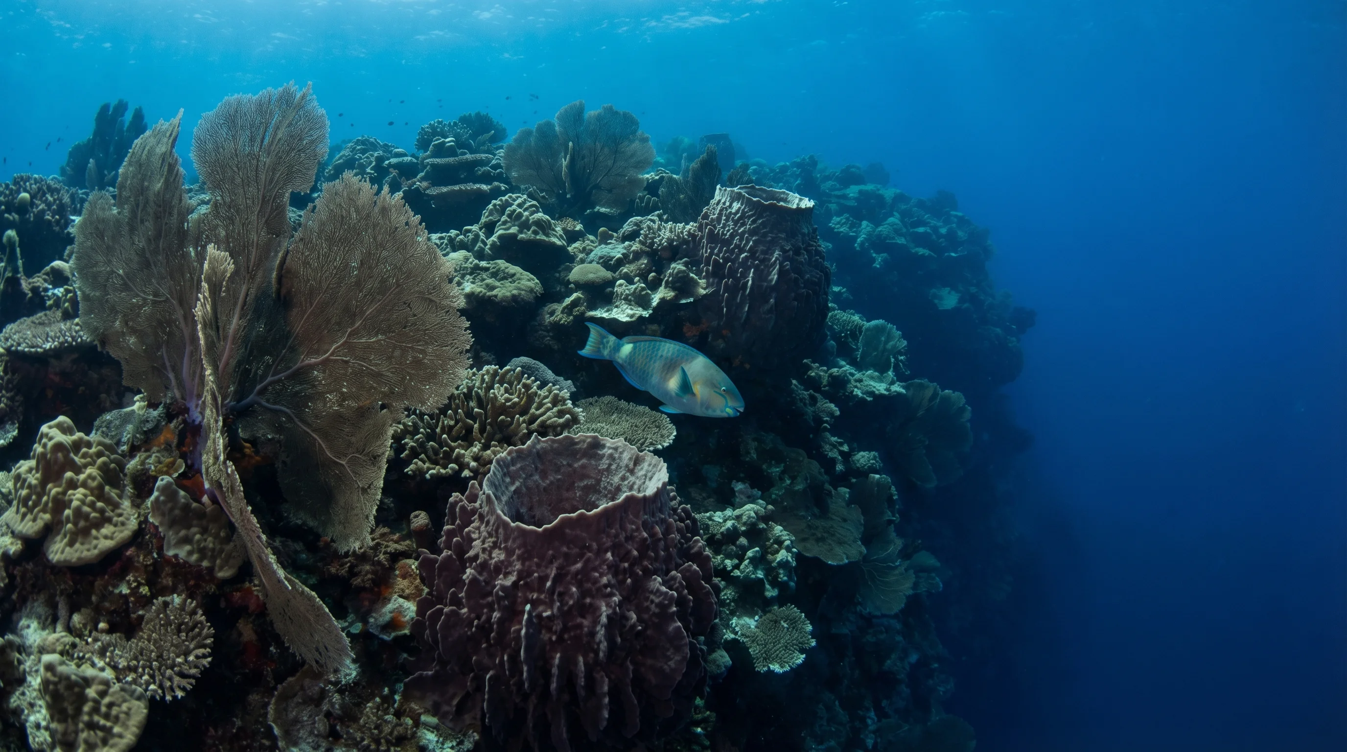 Dive site in Alor