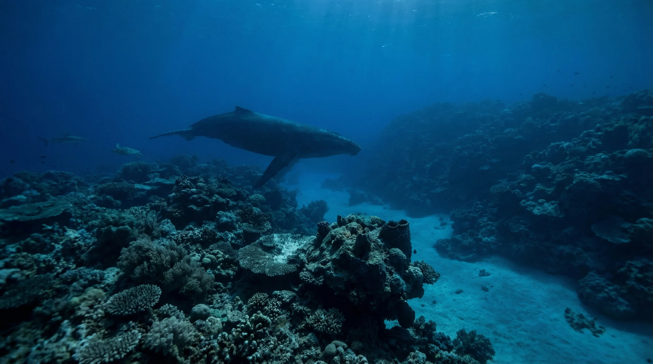 Little Broadhurst Reef