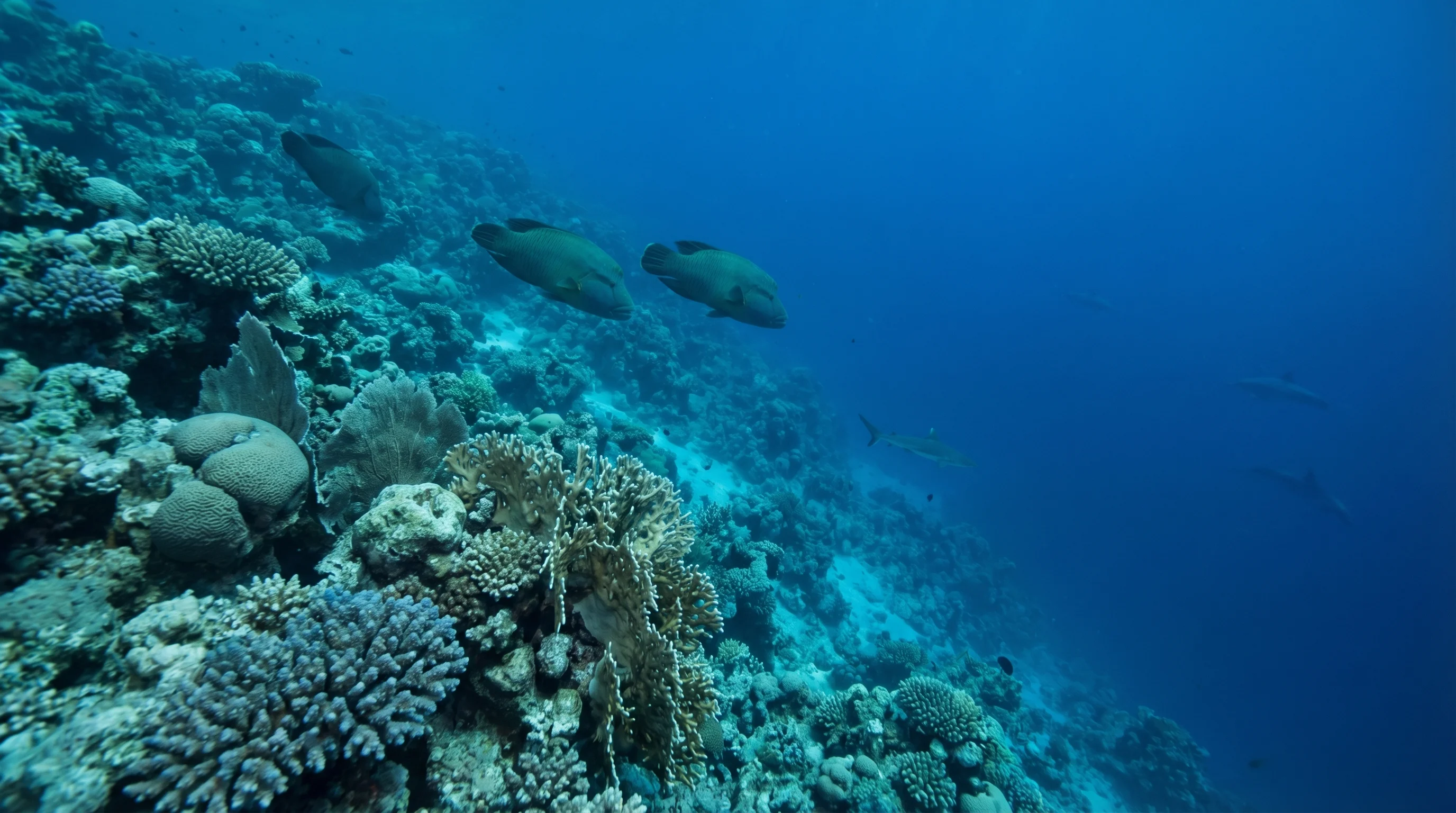 House reef oasis