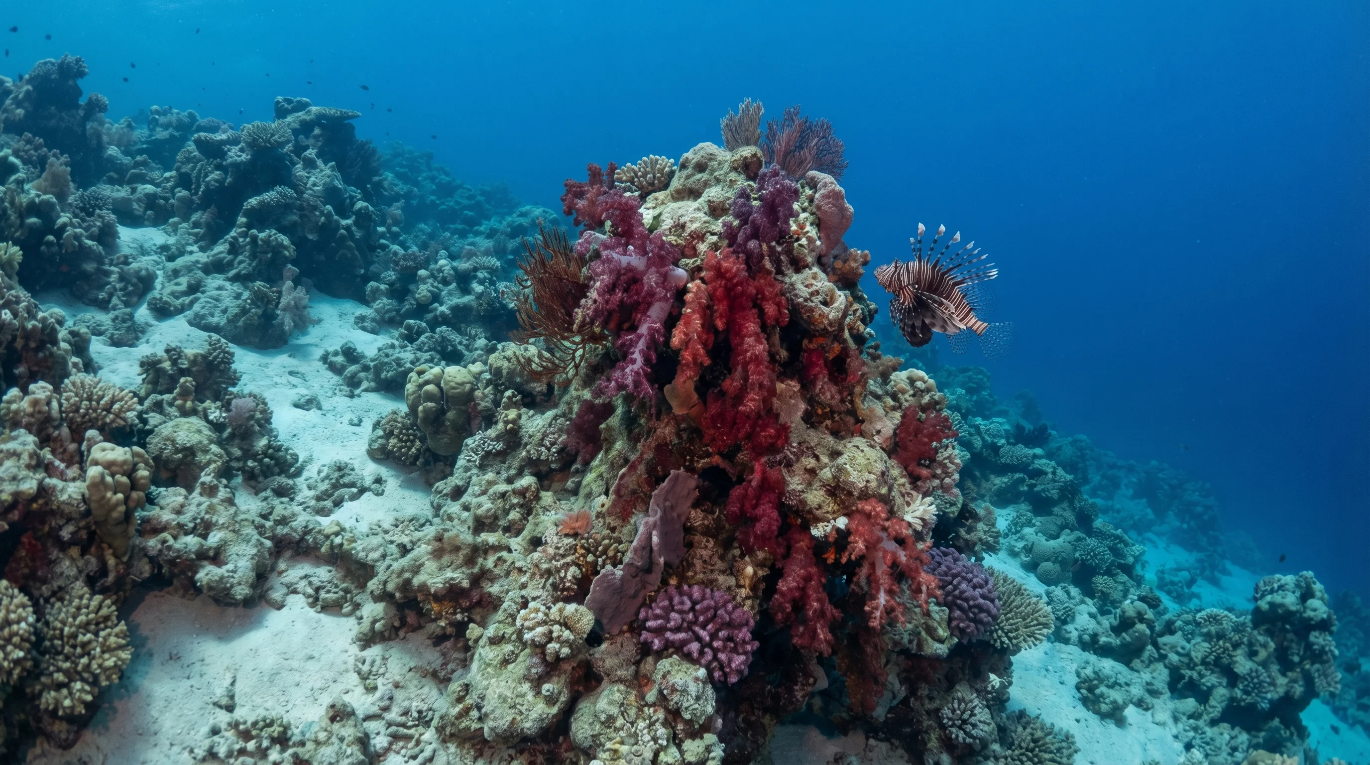 Dive site in Red Sea Riviera