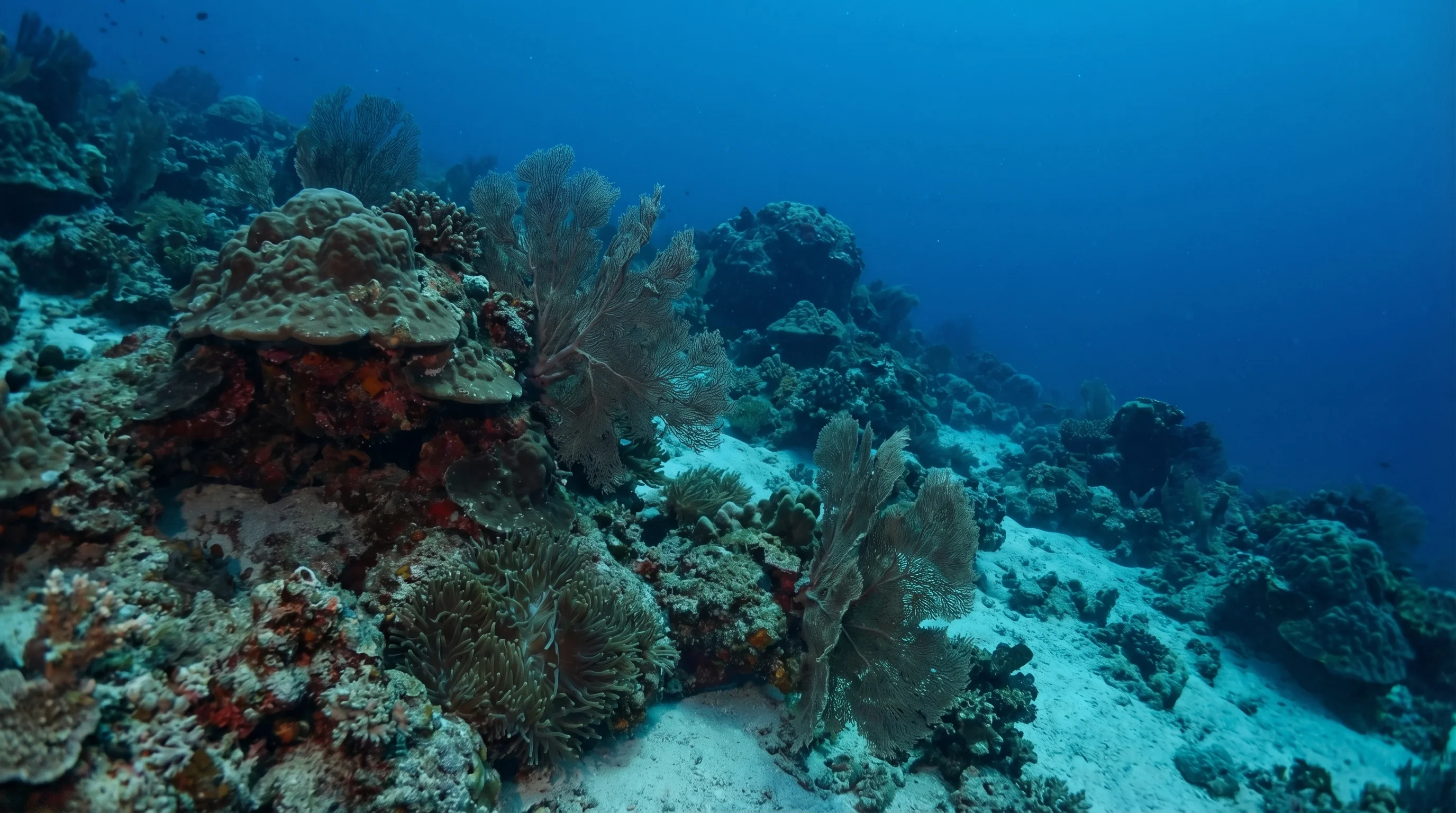 Chicken reef