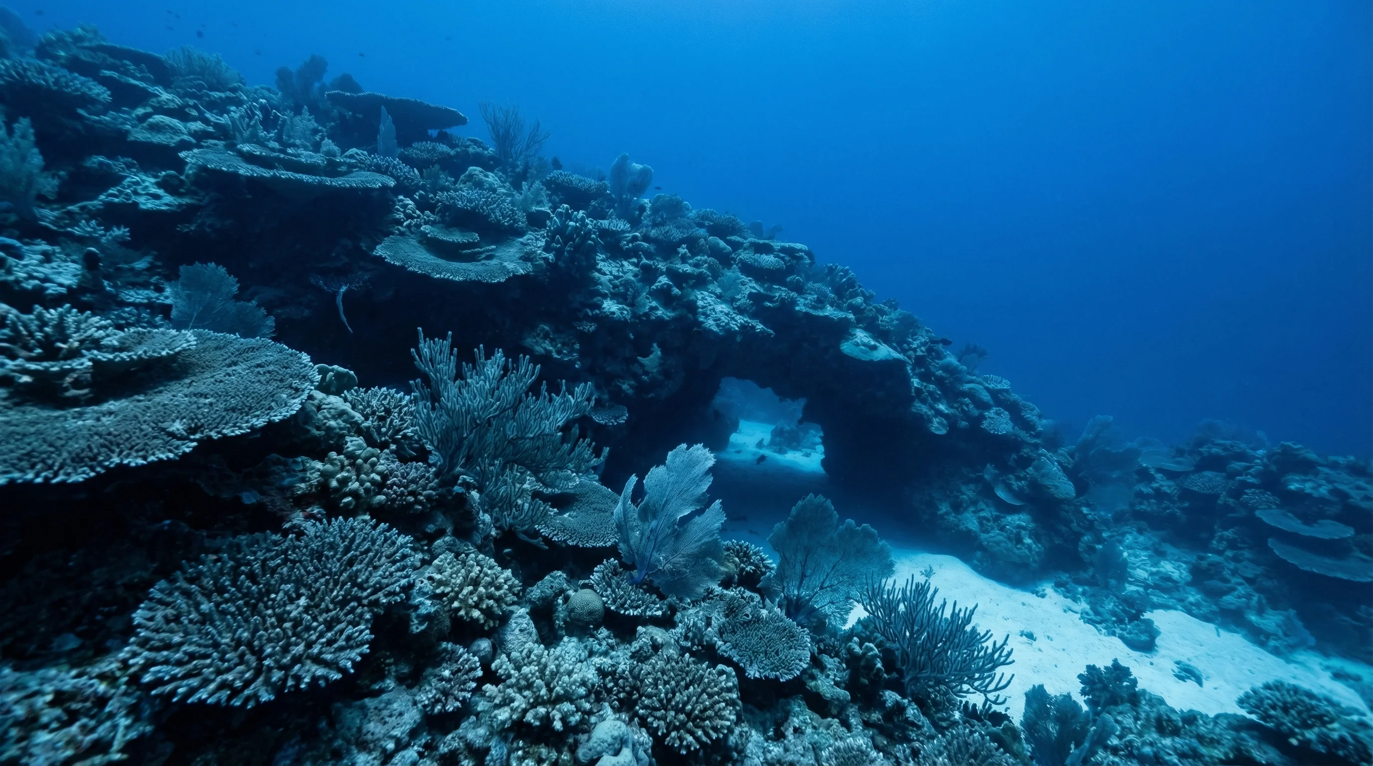 Dive Site (-16.6792, 146.0270)