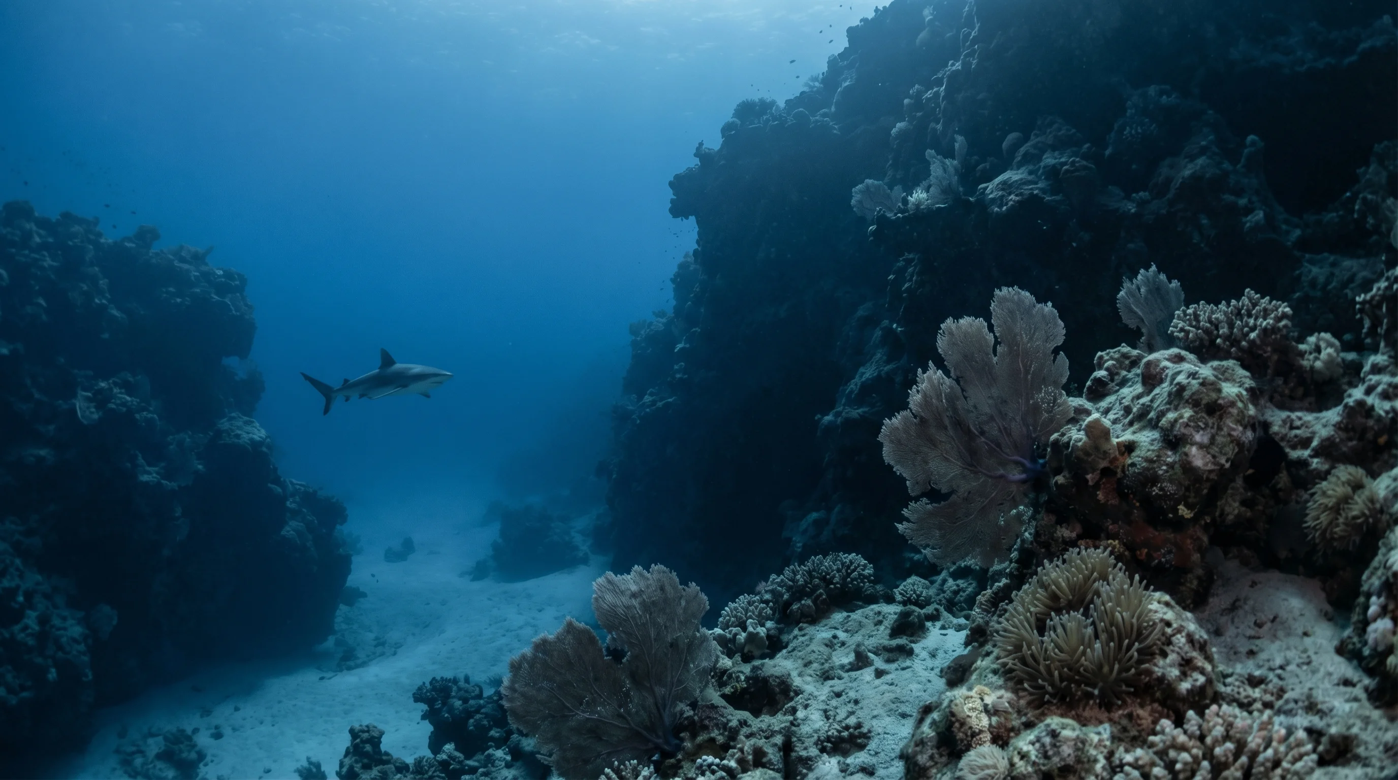 Woodhouse Reef