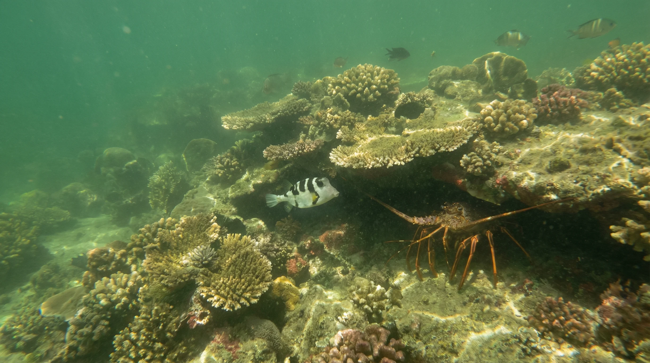 Boyinaboat Reef