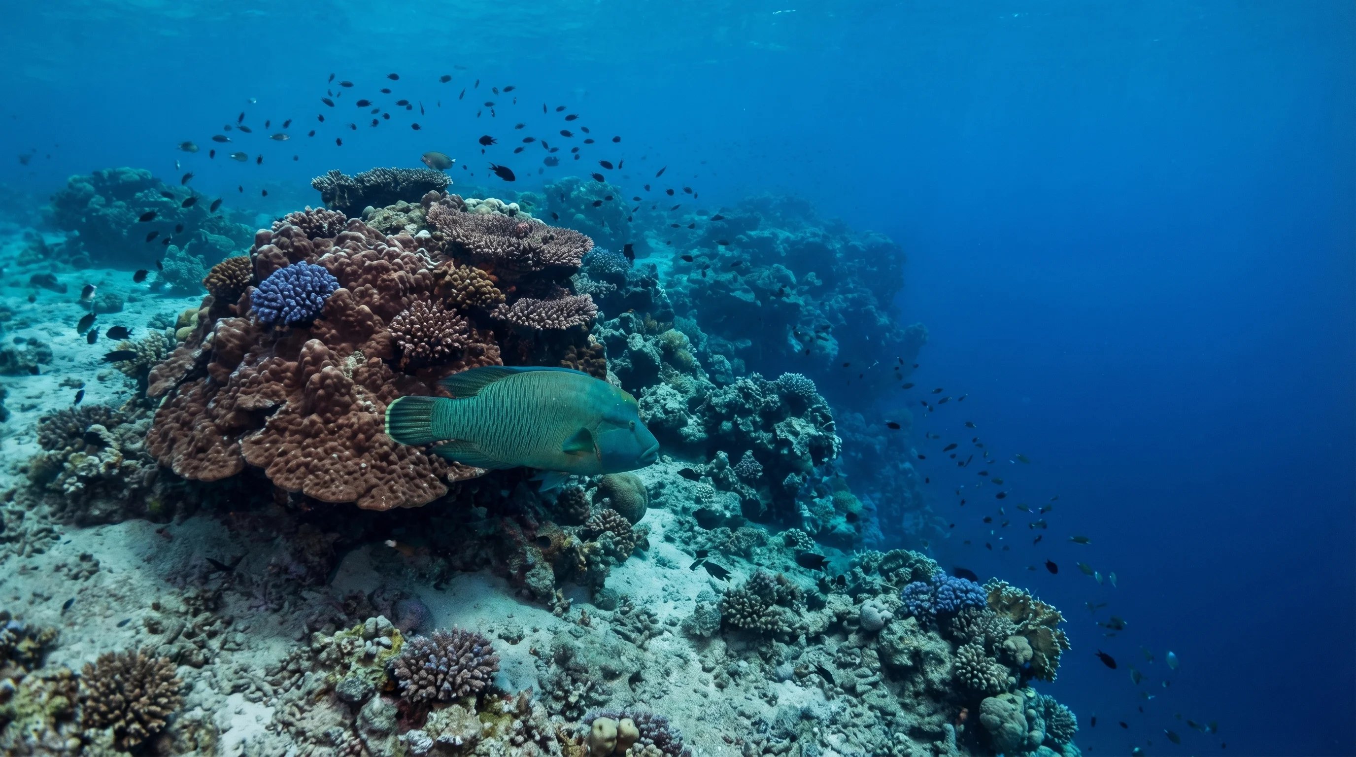 Napoleon Reef