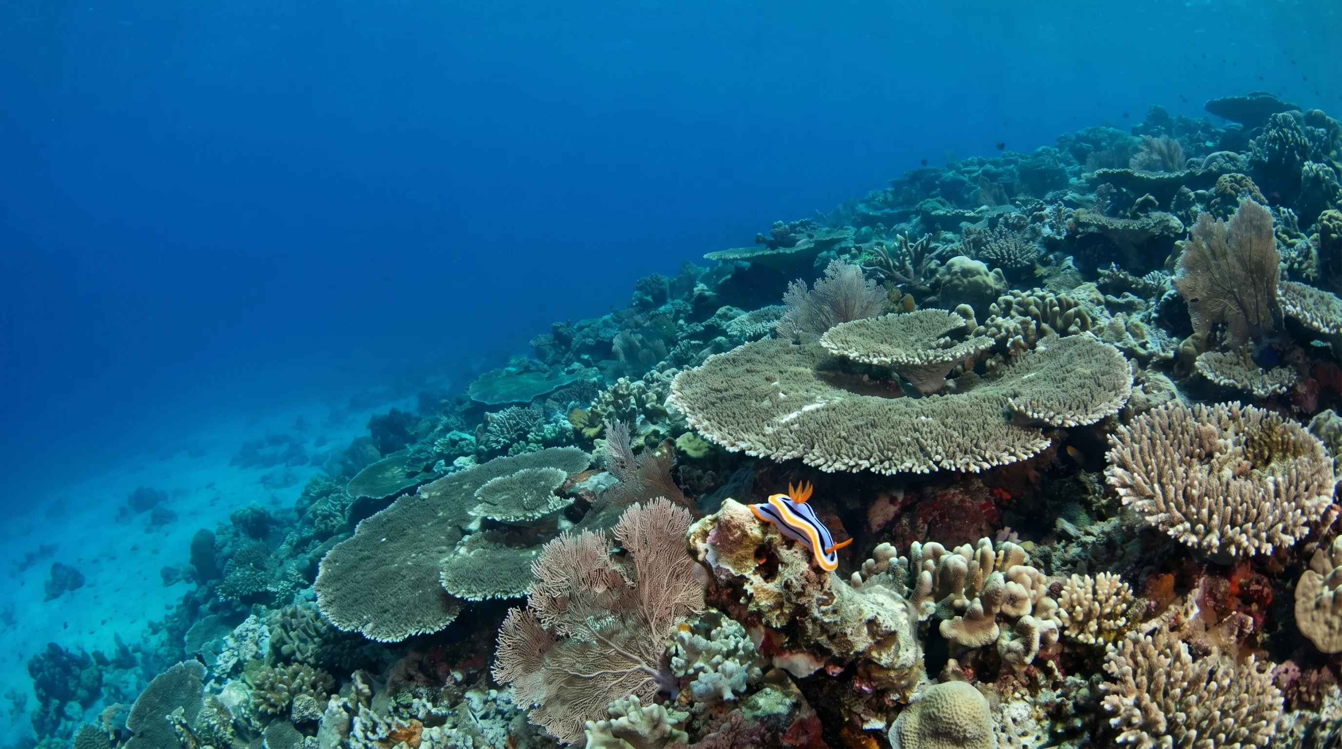 Blue Coral