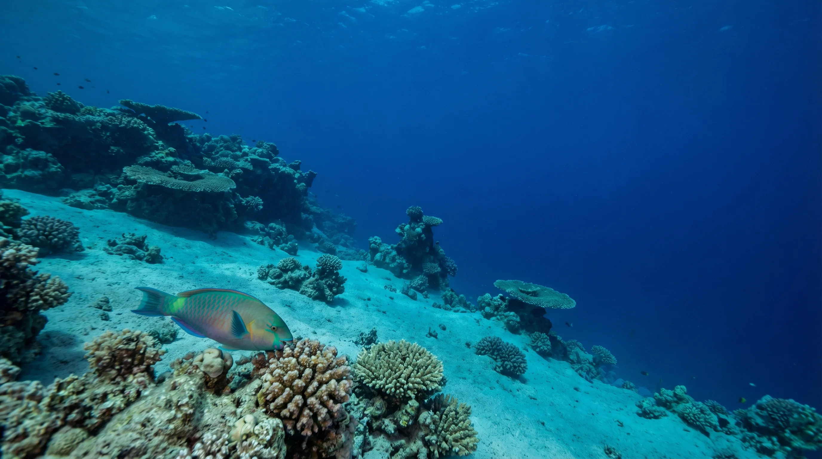 Rick´s Reef