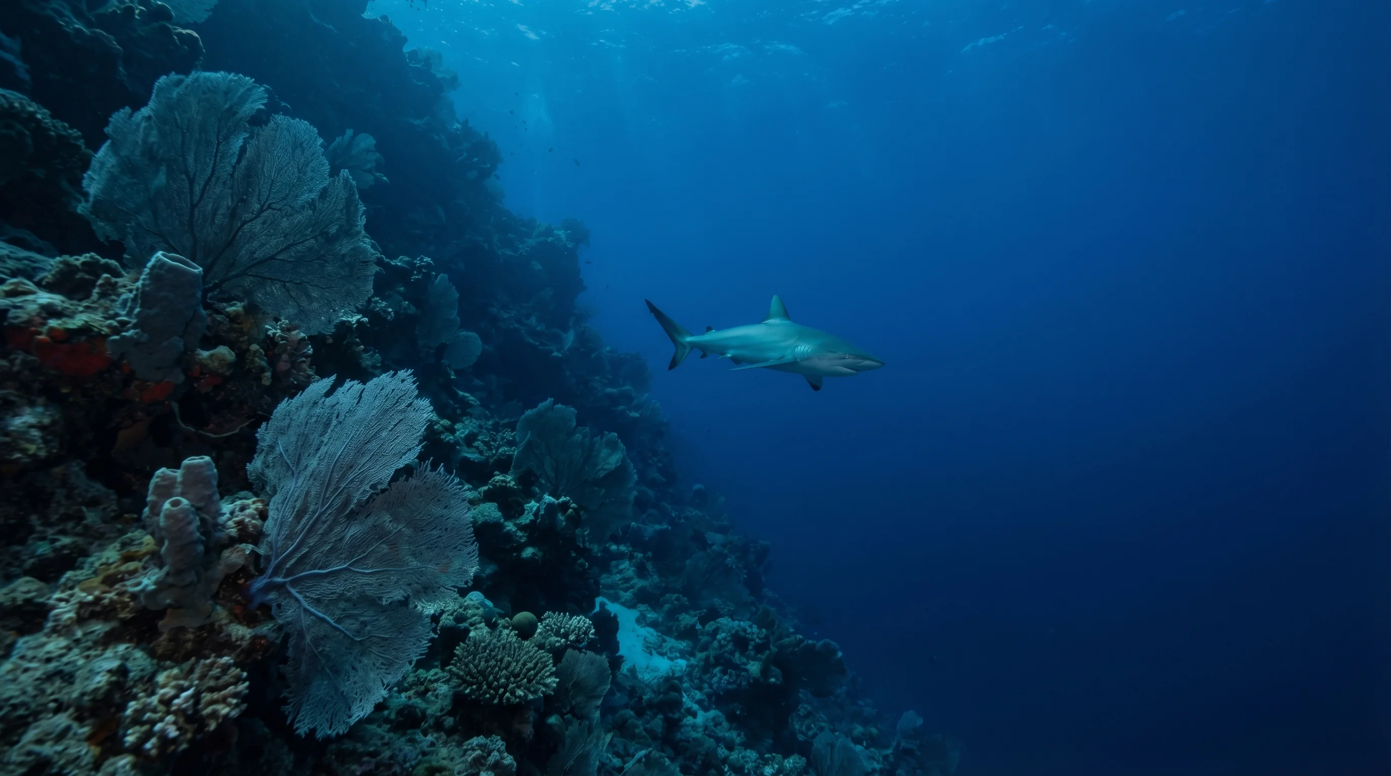 Dive site in Egypt