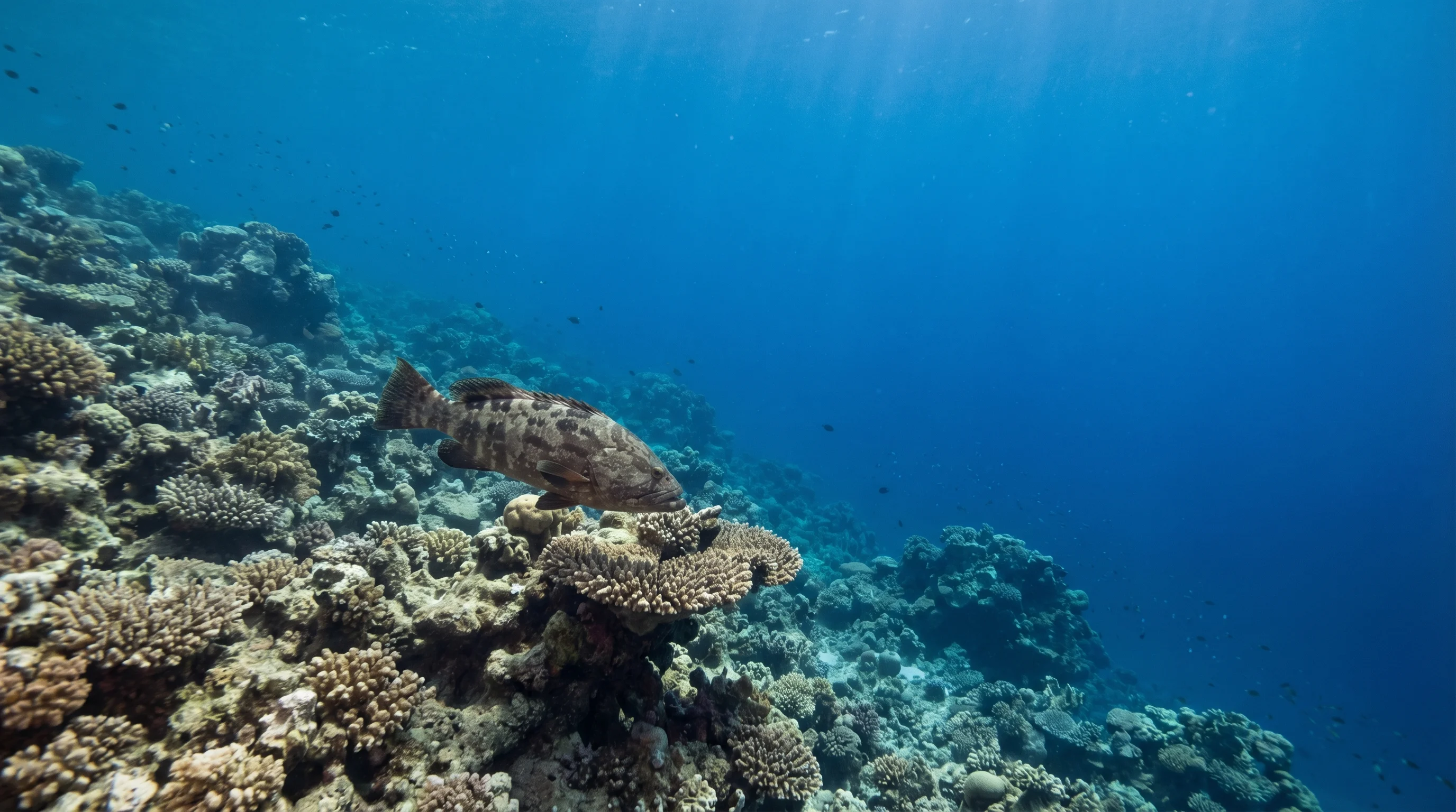 Sharm el Bahari