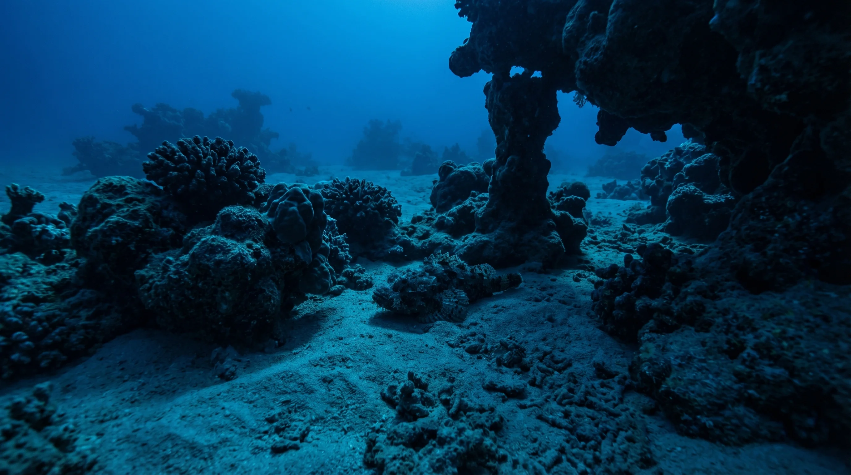 Dive site in Elphinstone