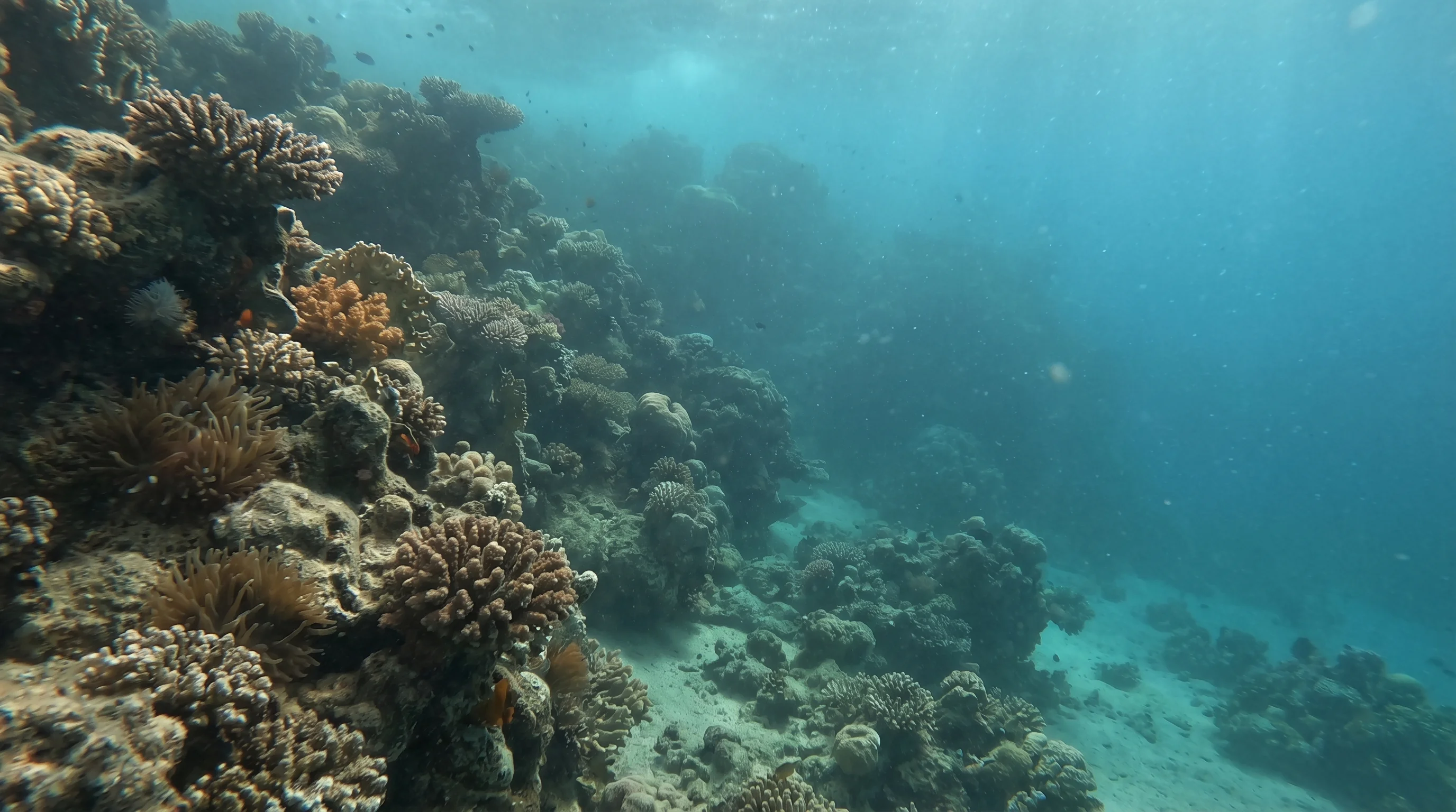 Dolphin reef
