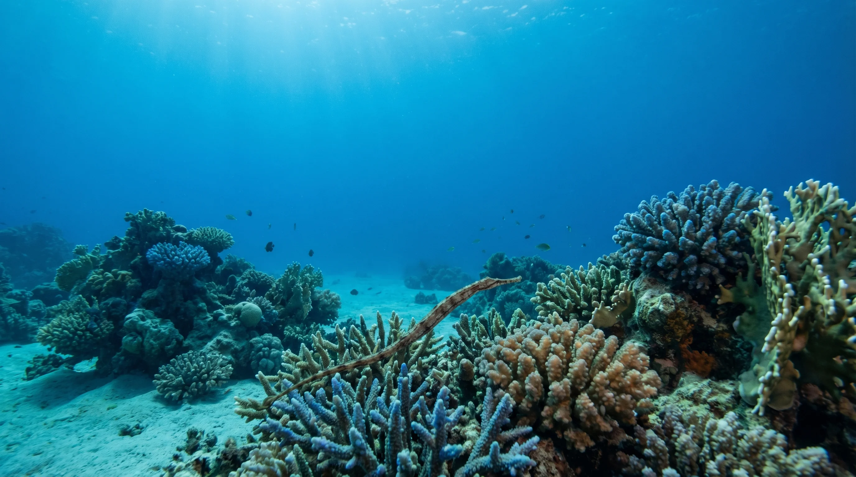 Eden Reef