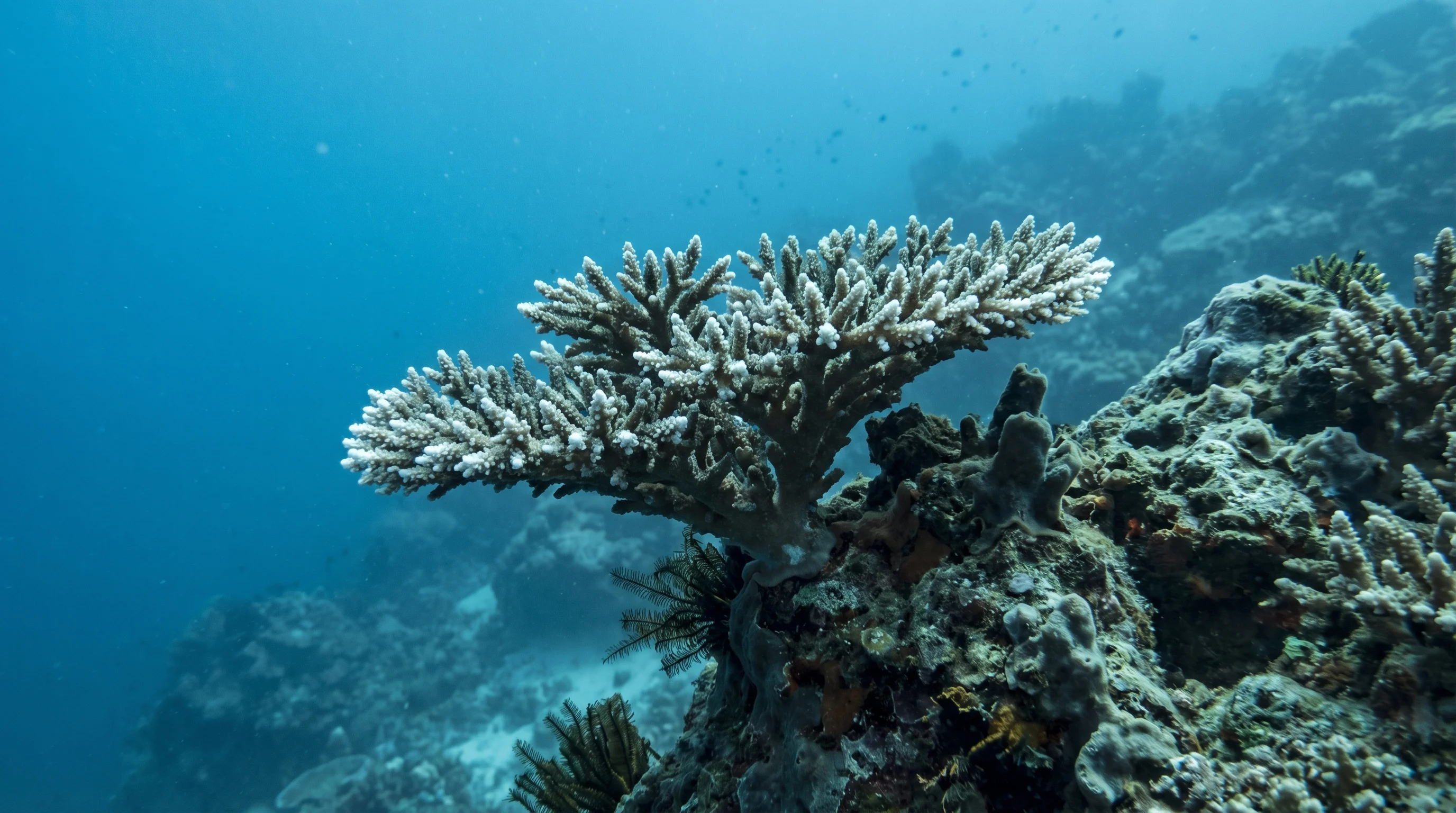 Dive site in Thousand Islands (Kepulauan Seribu)