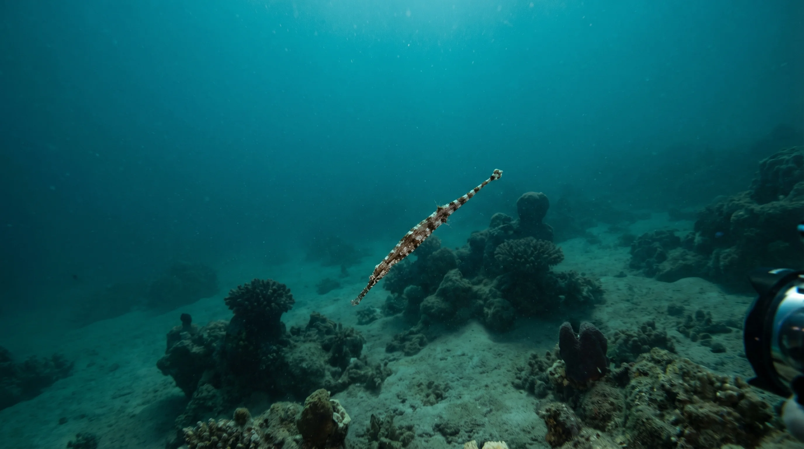 Turtle reef