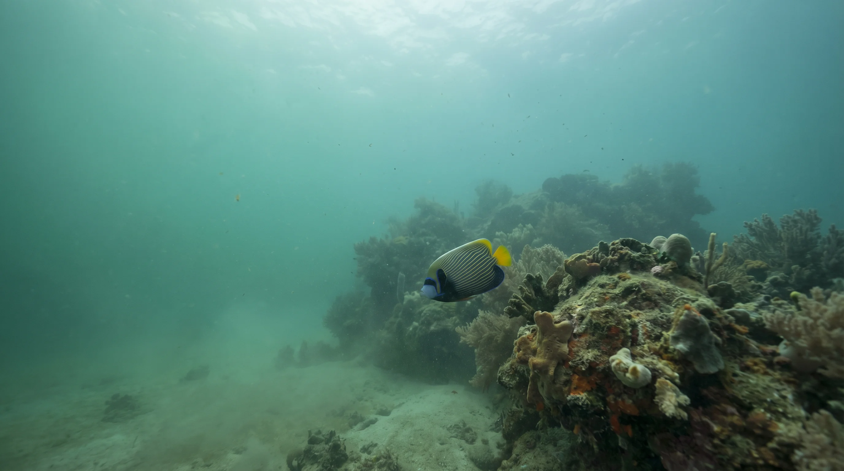 Dive site in Thousand Islands (Kepulauan Seribu)