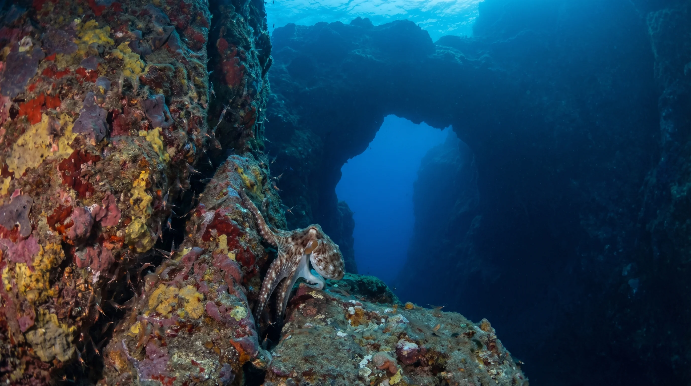 Shrimp cave