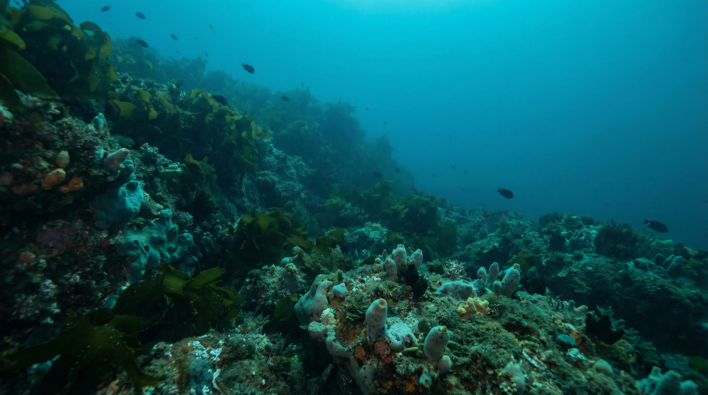 Qurantine Station wall